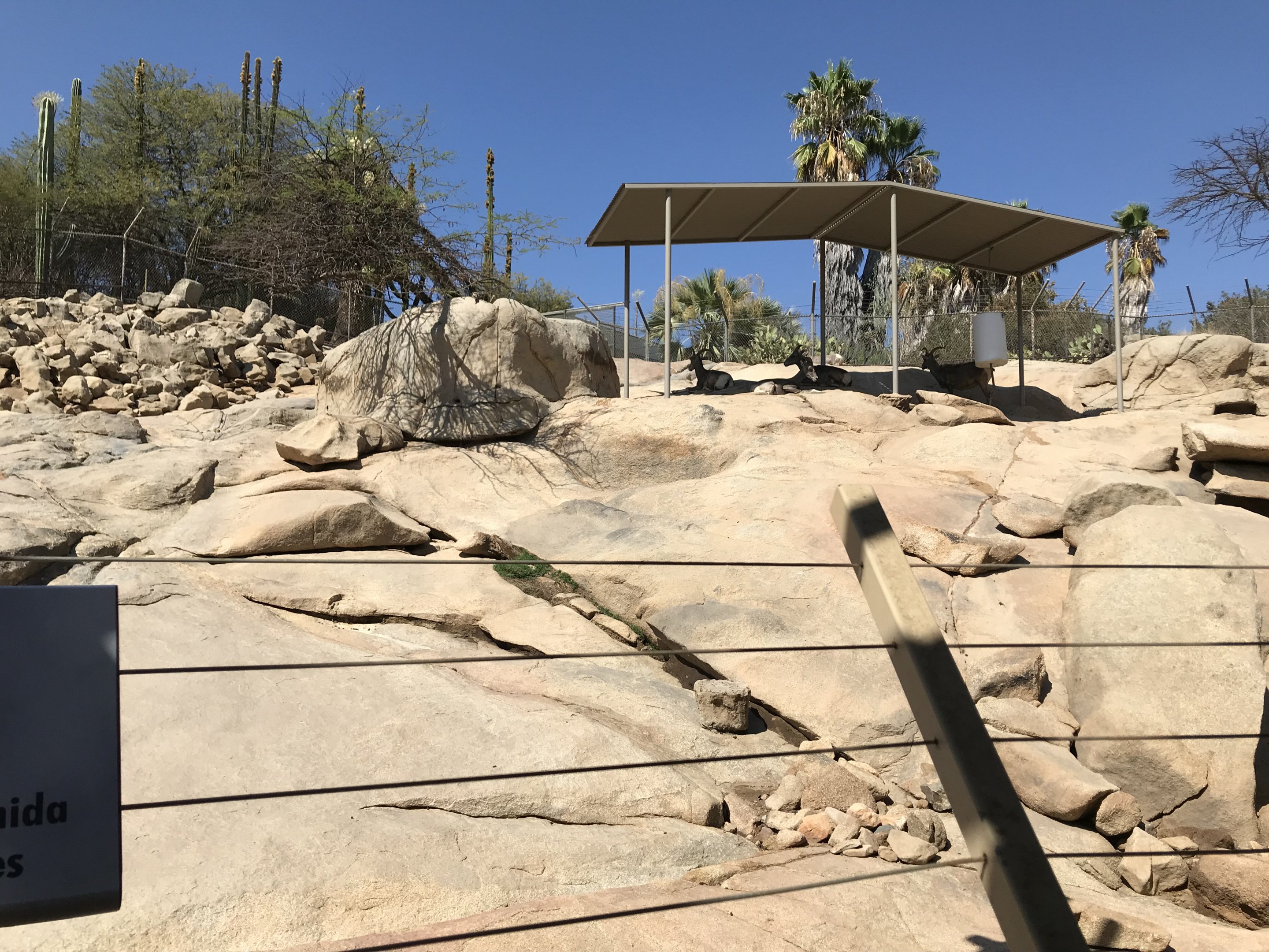Desert Bighorn Sheep Exhibit