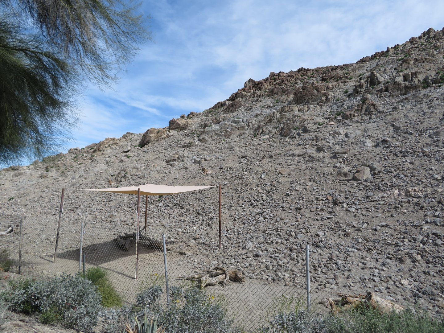 Desert Bighorn Sheep Exhibit