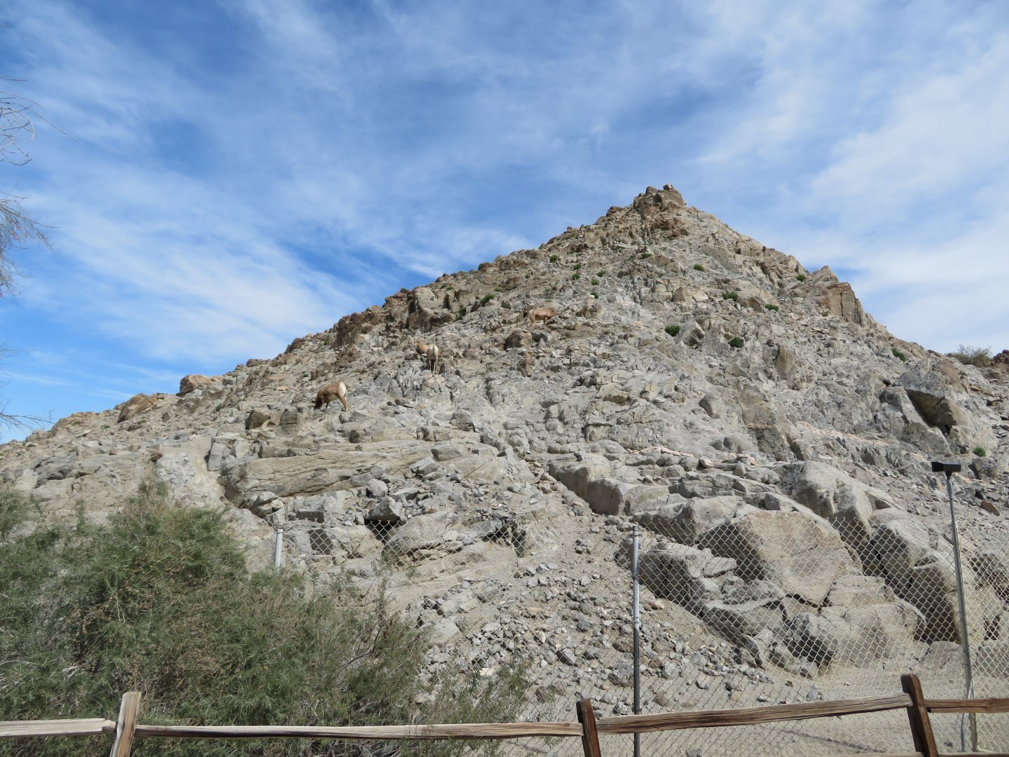 Desert Bighorn Sheep Exhibit