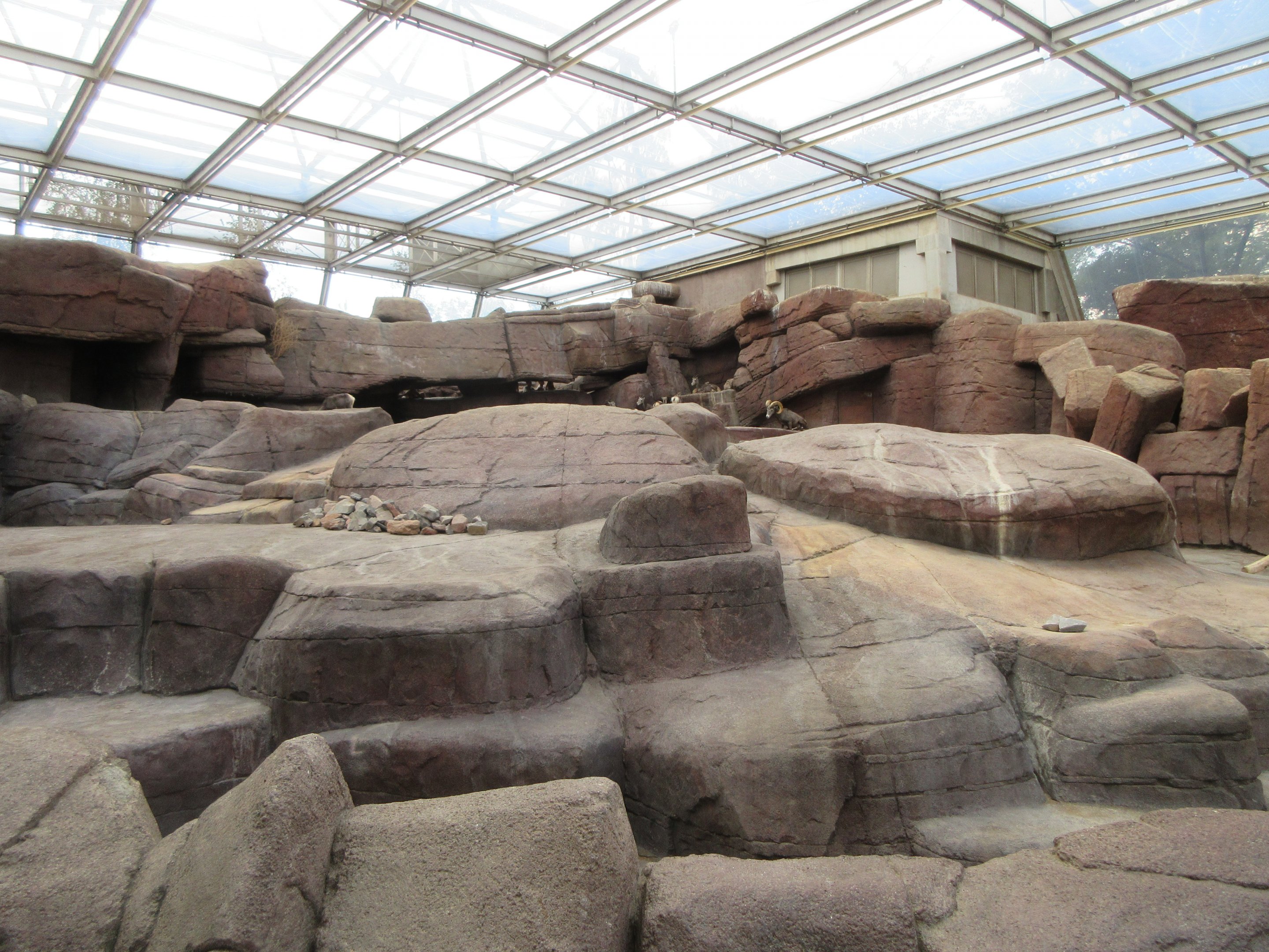 Desert - Bighorn Sheep Exhibit
