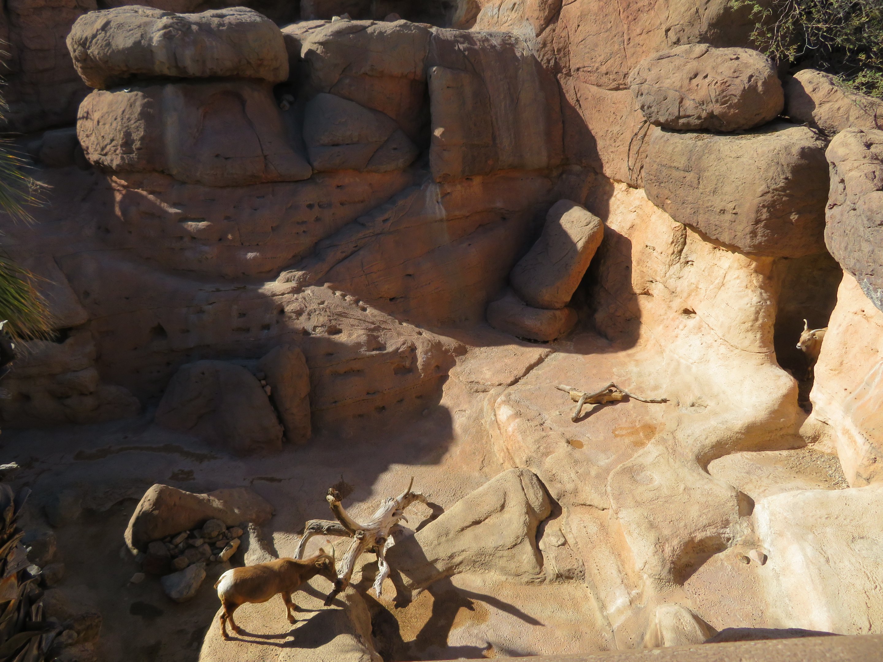 Desert Bighorn Sheep Exhibit