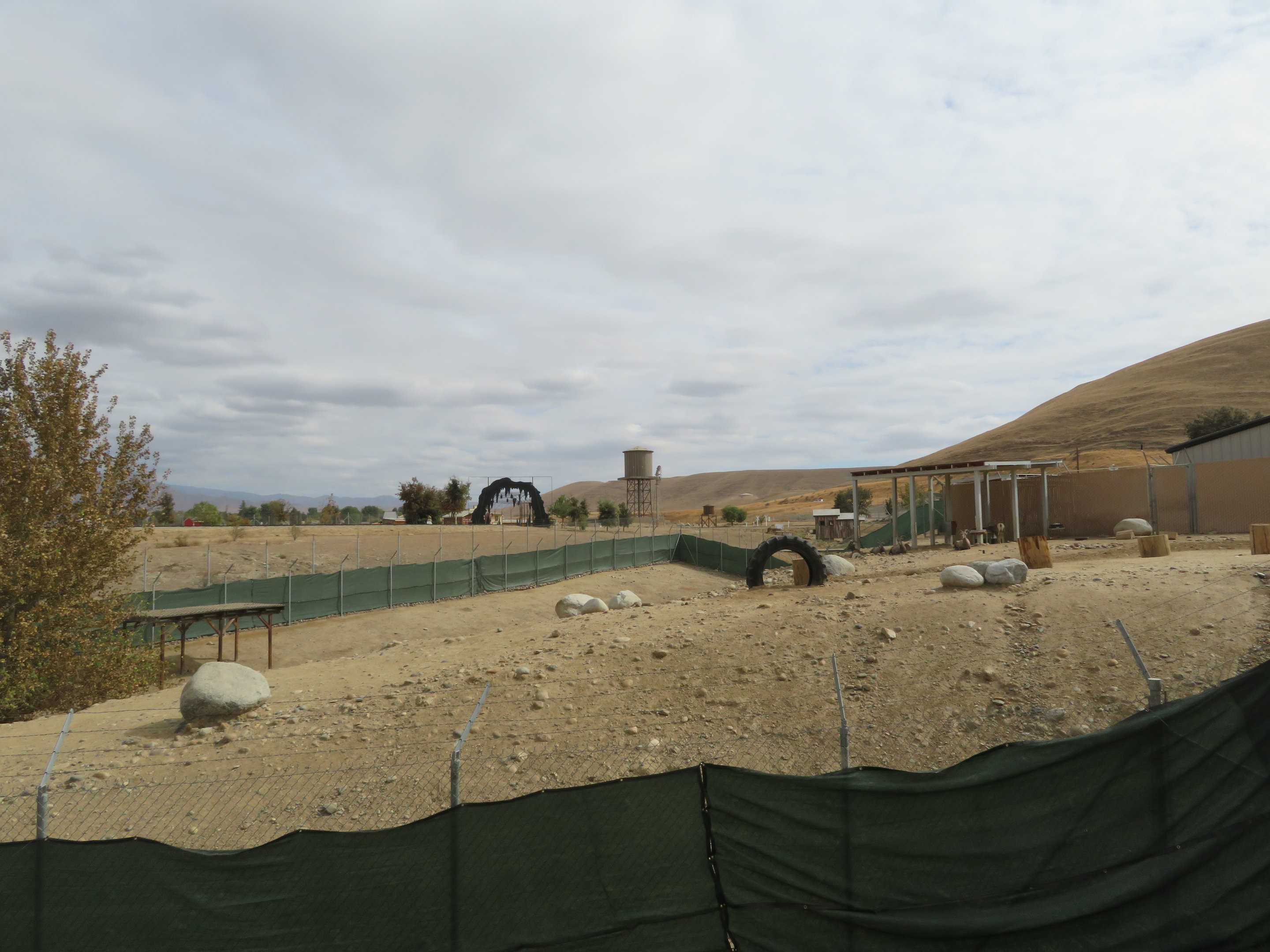 Desert Bighorn Sheep Exhibit