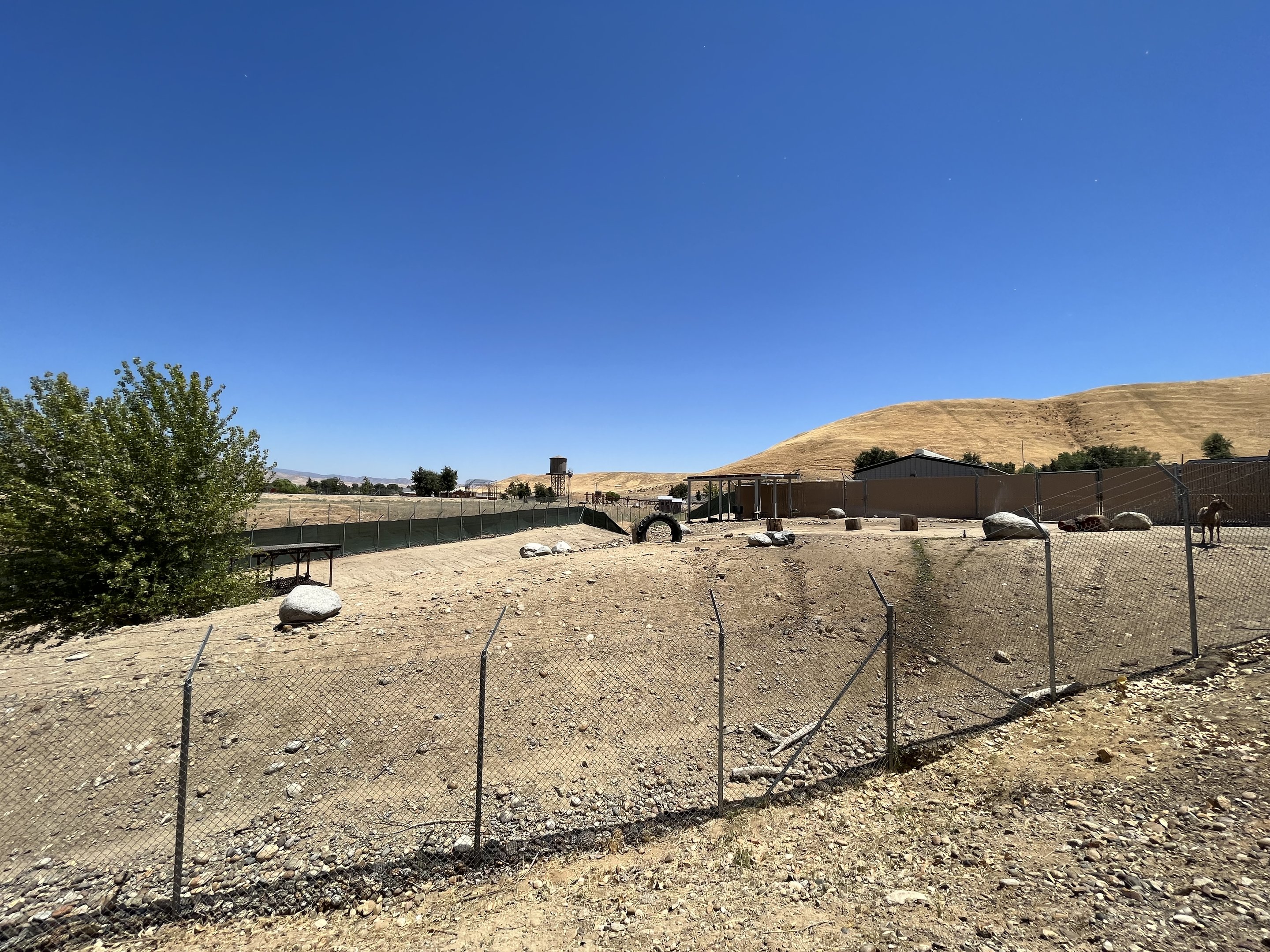 Desert Bighorn Sheep Exhibit