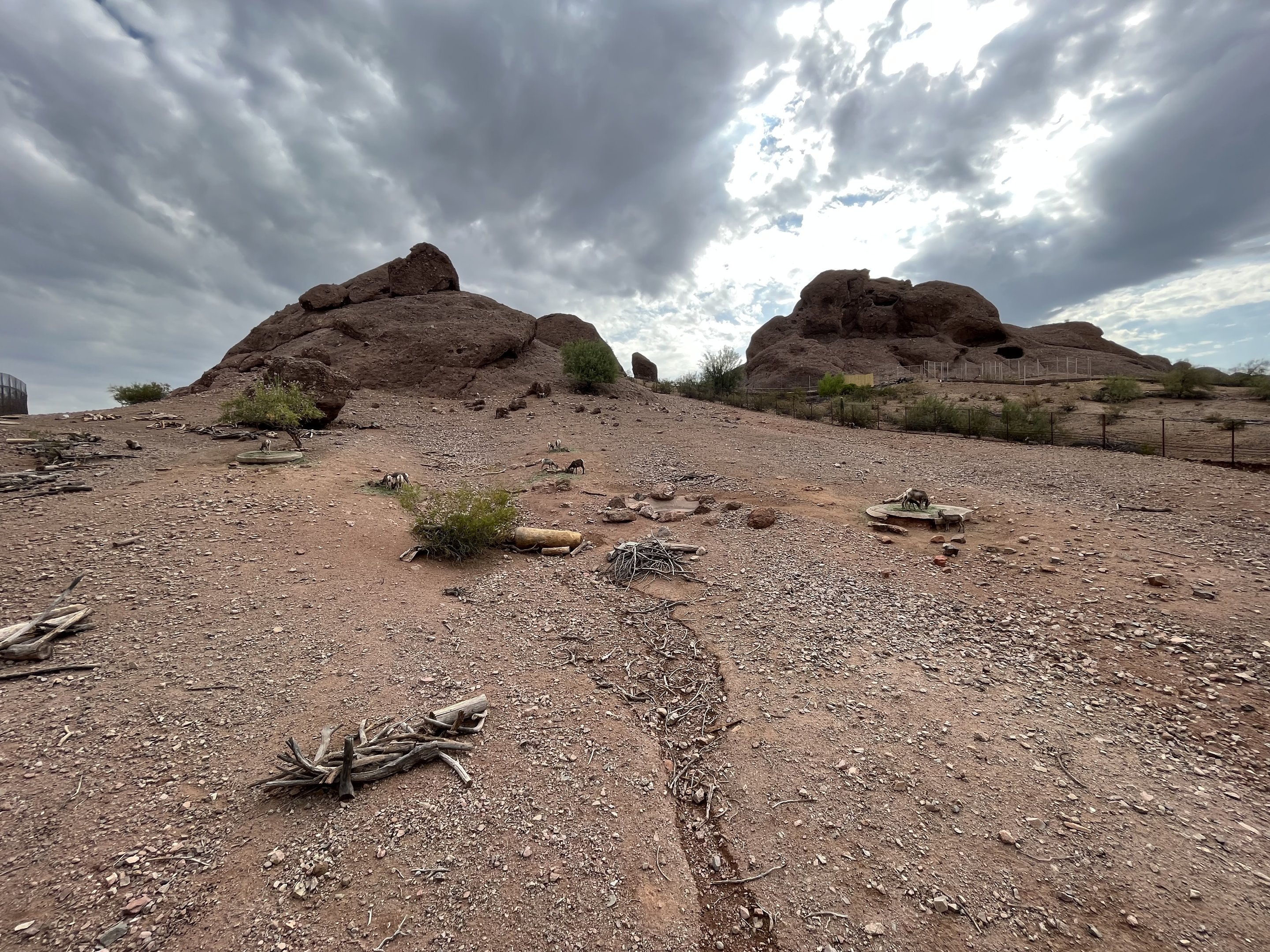 Desert Bighorn Sheep Exhibit