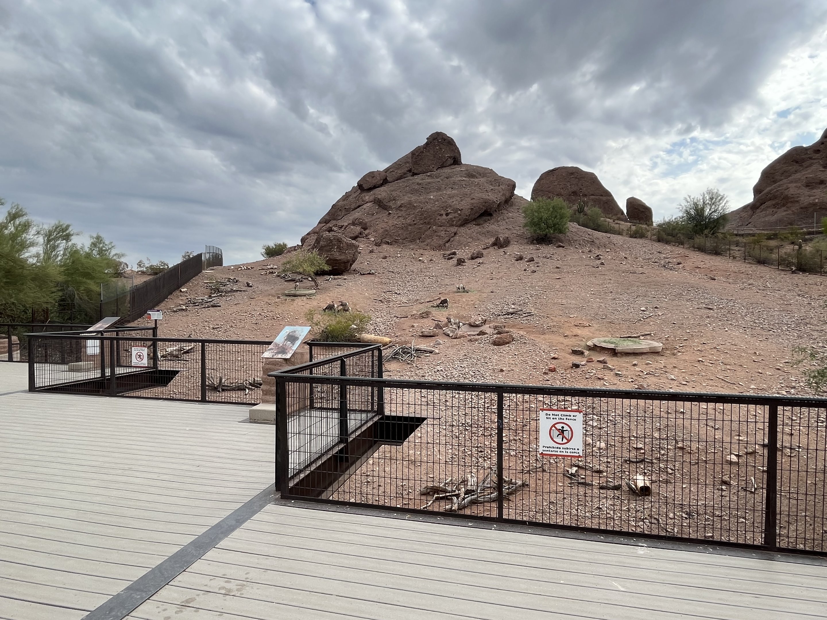 Desert Bighorn Sheep Exhibit