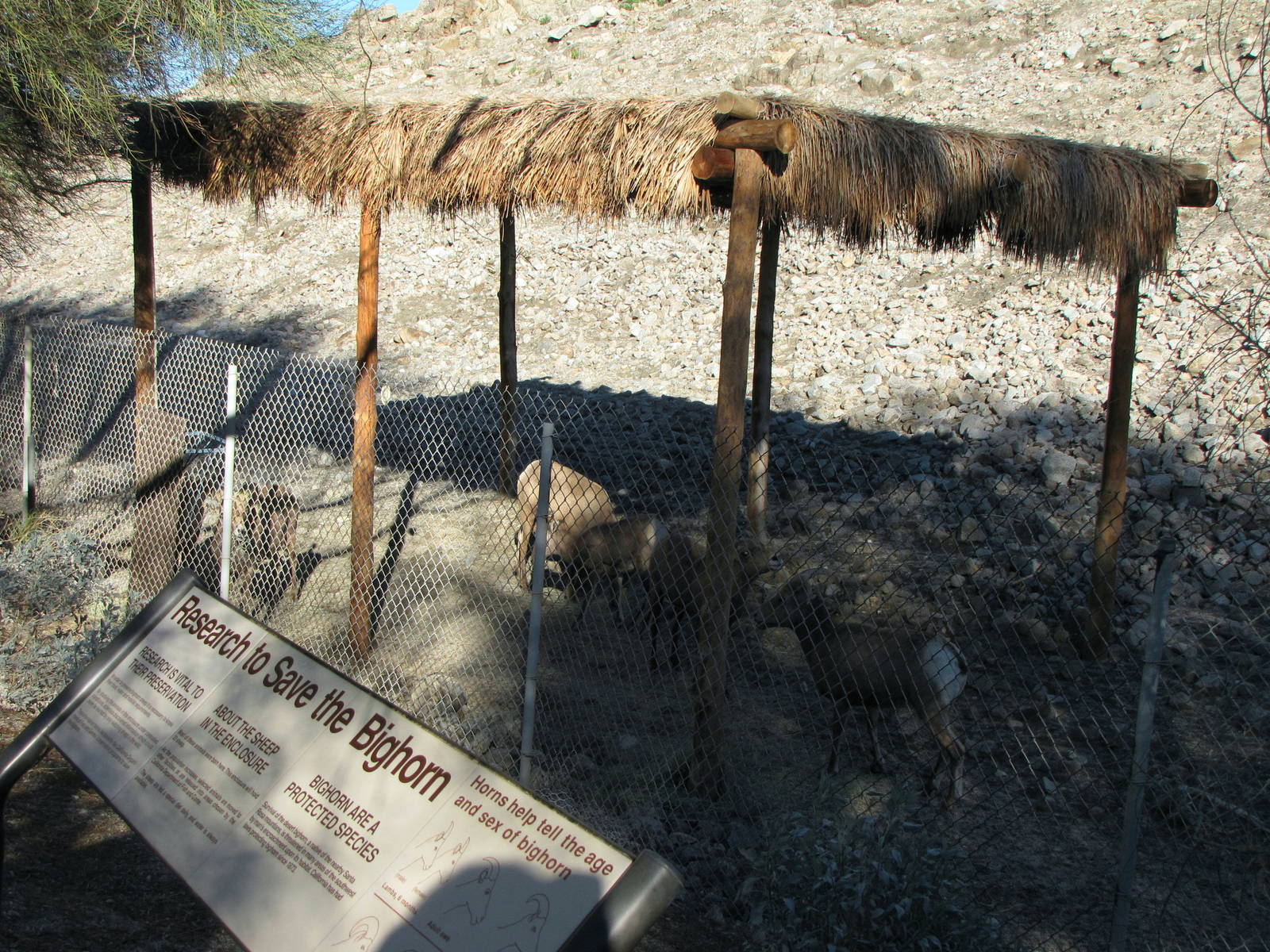 Desert Bighorn Sheep Feeding
