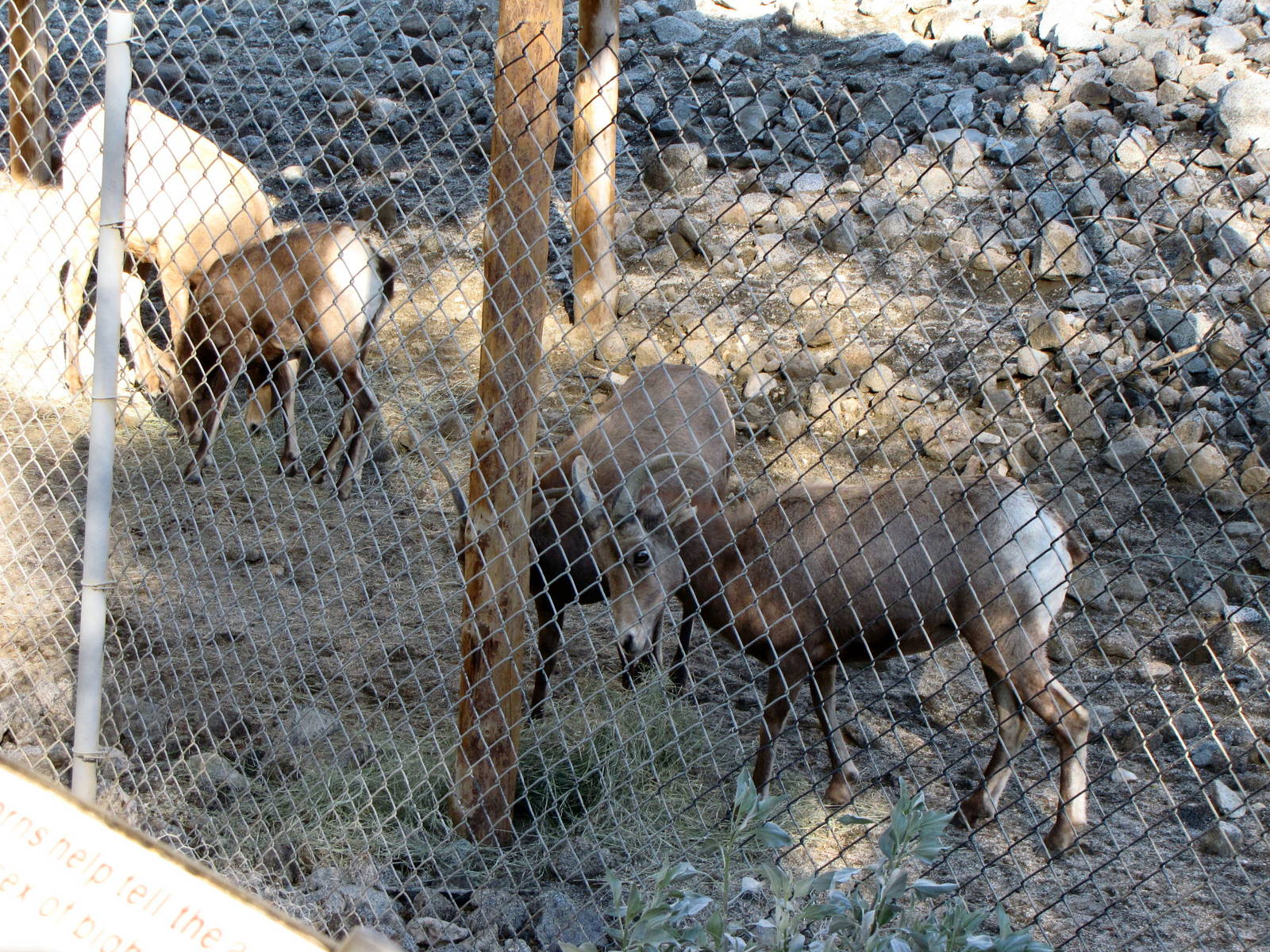 Desert Bighorn Sheep Feeding