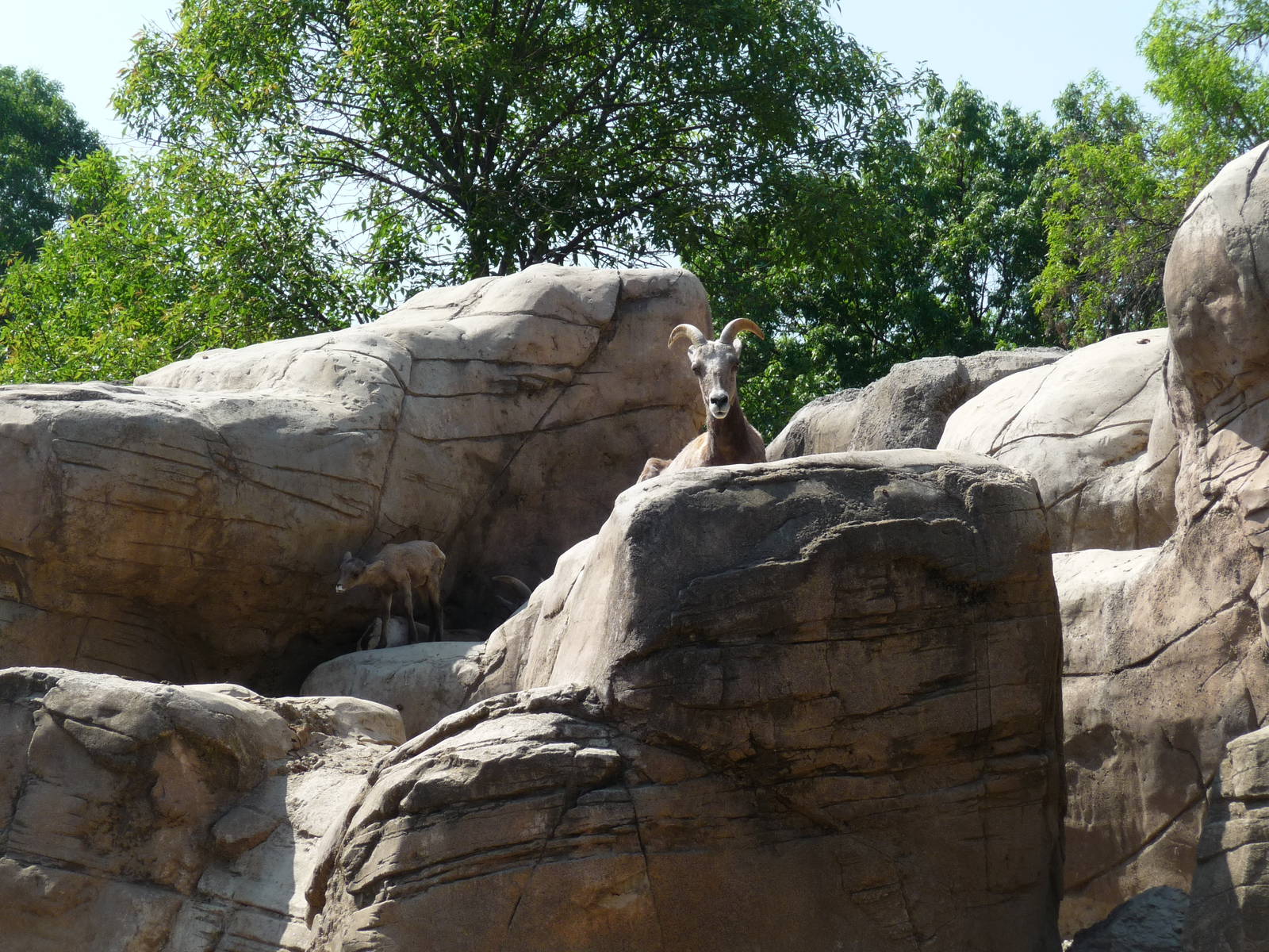 desert bighorn sheep  female and young chapultepec zoo