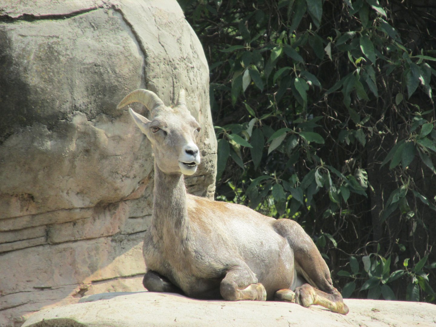 desert bighorn sheep female