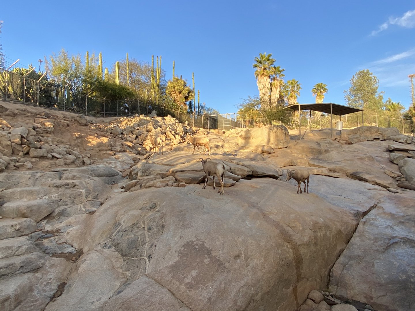 Desert Bighorn Sheep Habitat - Condor Ridge
