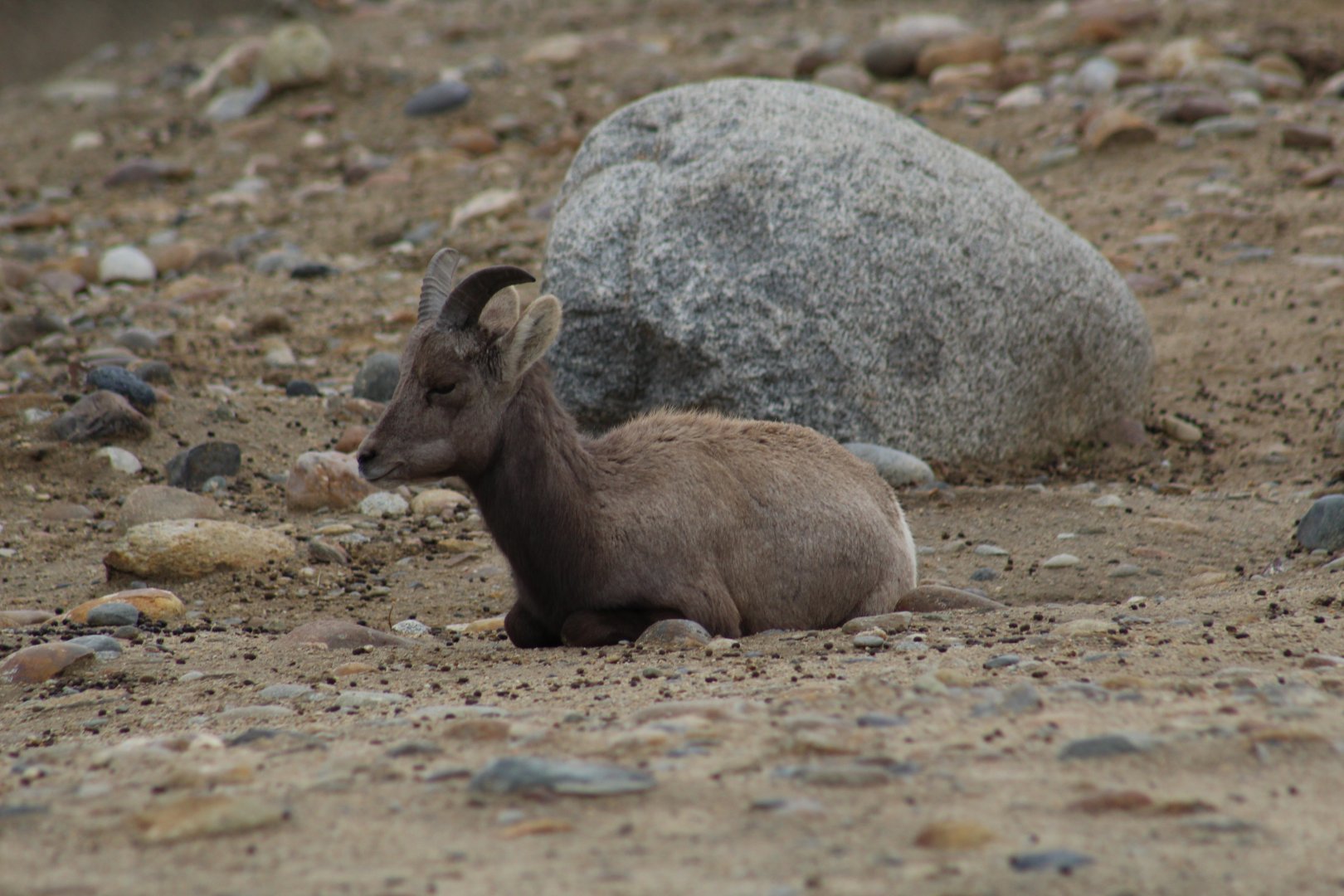 Desert Bighorn Sheep Lamb