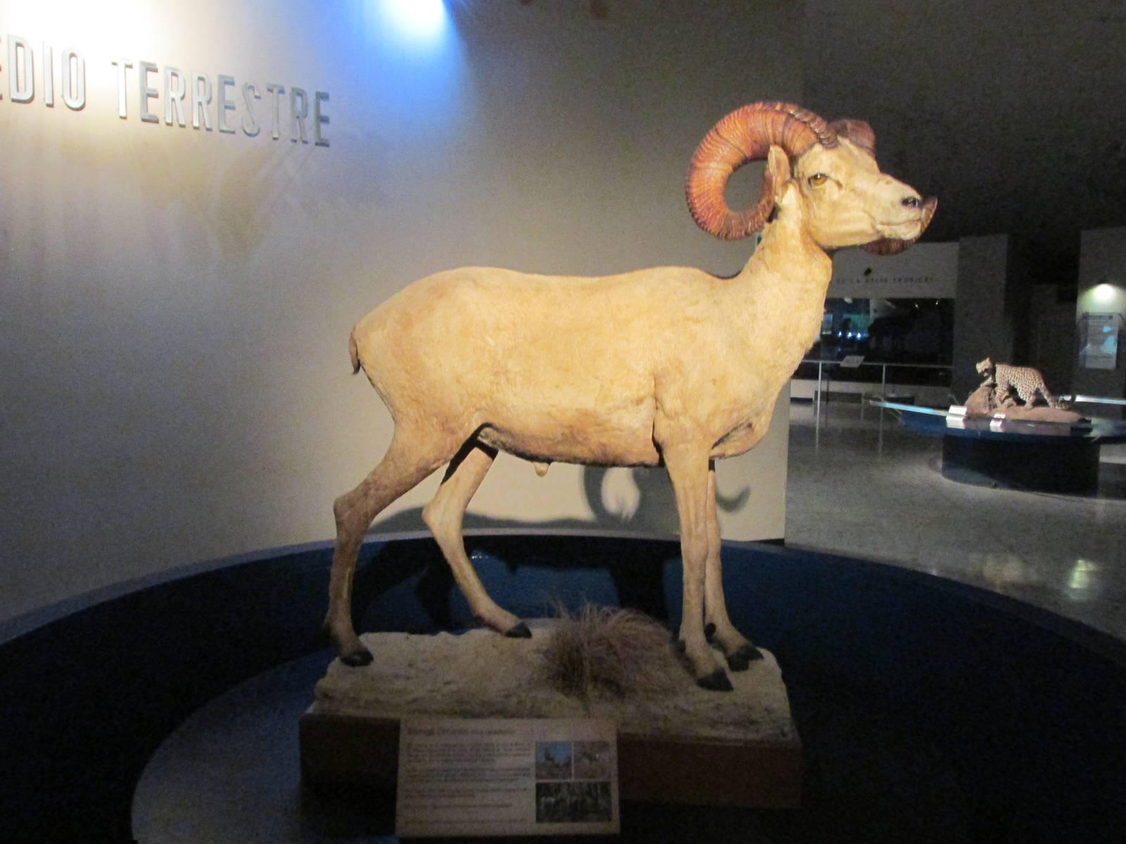 desert bighorn sheep museo de historia natural