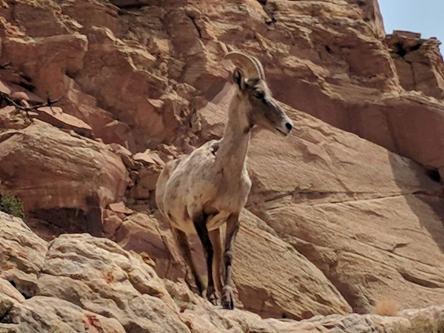 Desert bighorn sheep (Ovis canadensis nelsoni) ewe