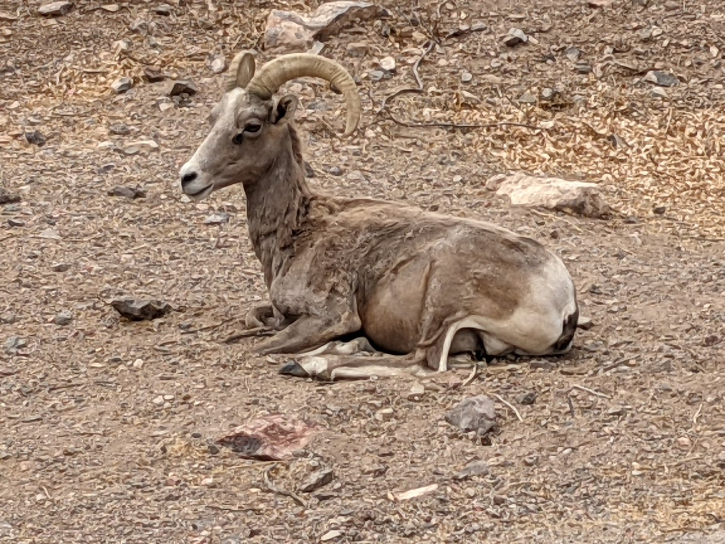 Desert bighorn sheep (Ovis canadensis nelsoni) ewe
