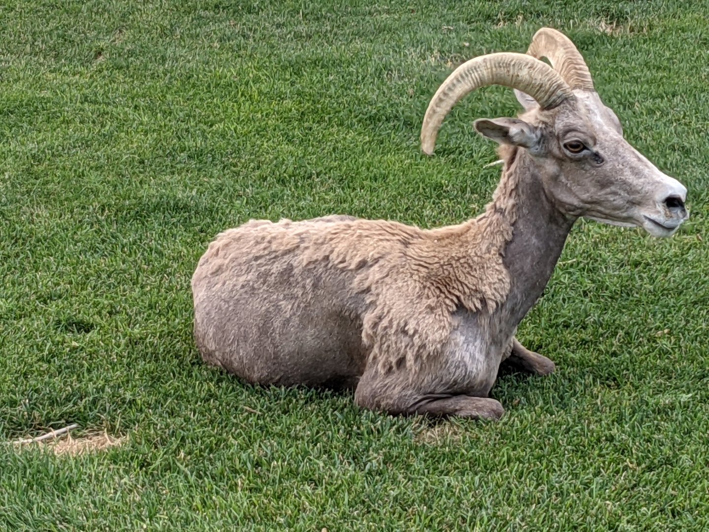 Desert bighorn sheep (Ovis canadensis nelsoni) ewe
