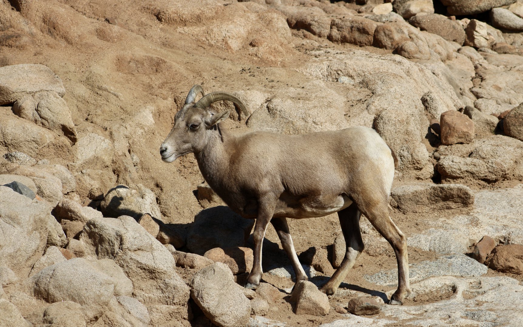 Desert Bighorn Sheep (Ovis canadensis nelsoni) female