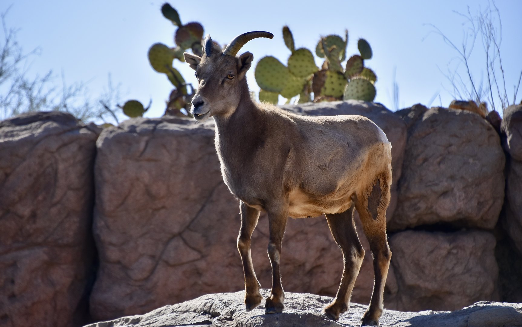 Desert Bighorn Sheep (Ovis canadensis nelsoni) female