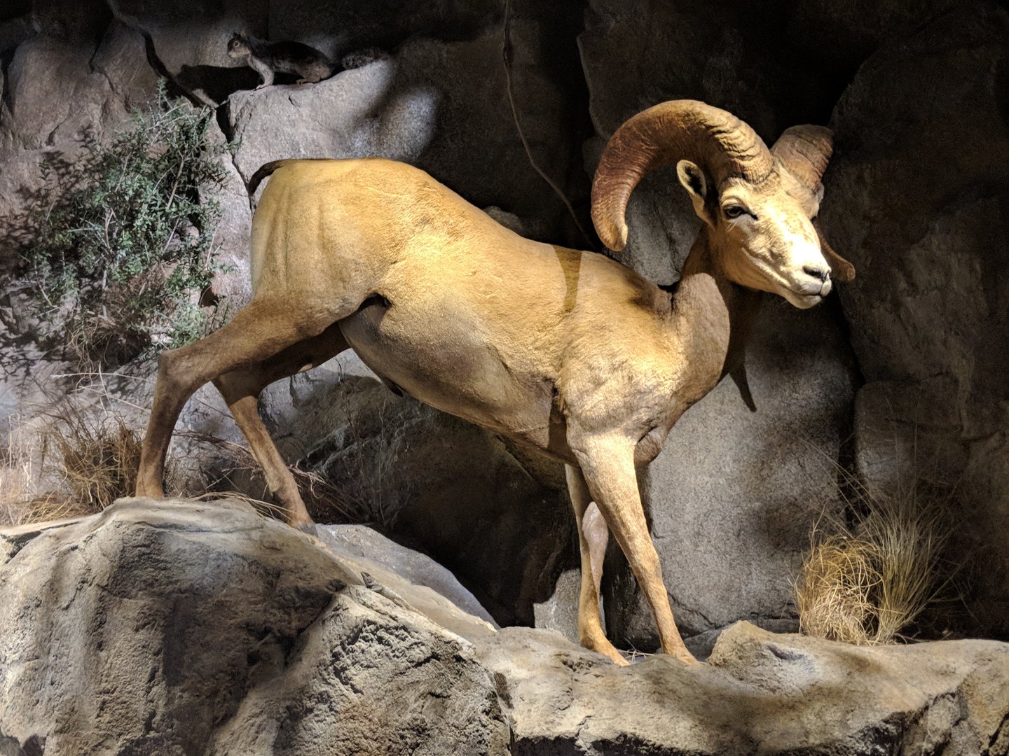 Desert bighorn sheep (Ovis canadensis nelsoni) (front) and Rock squirrel (Otospermophilus variegatus) (back far left)