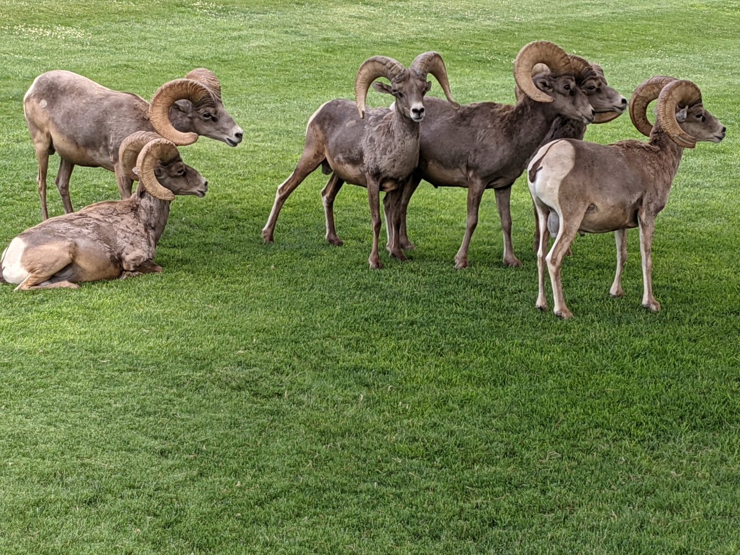 Desert bighorn sheep (Ovis canadensis nelsoni) herd