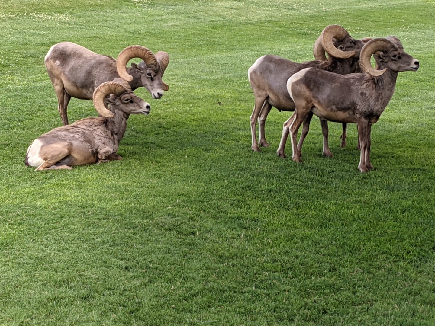Desert bighorn sheep (Ovis canadensis nelsoni) herd