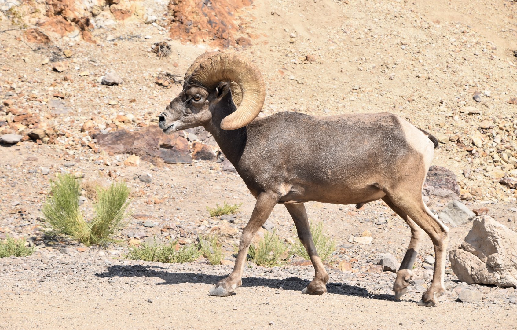 Desert Bighorn Sheep (Ovis canadensis nelsoni) male