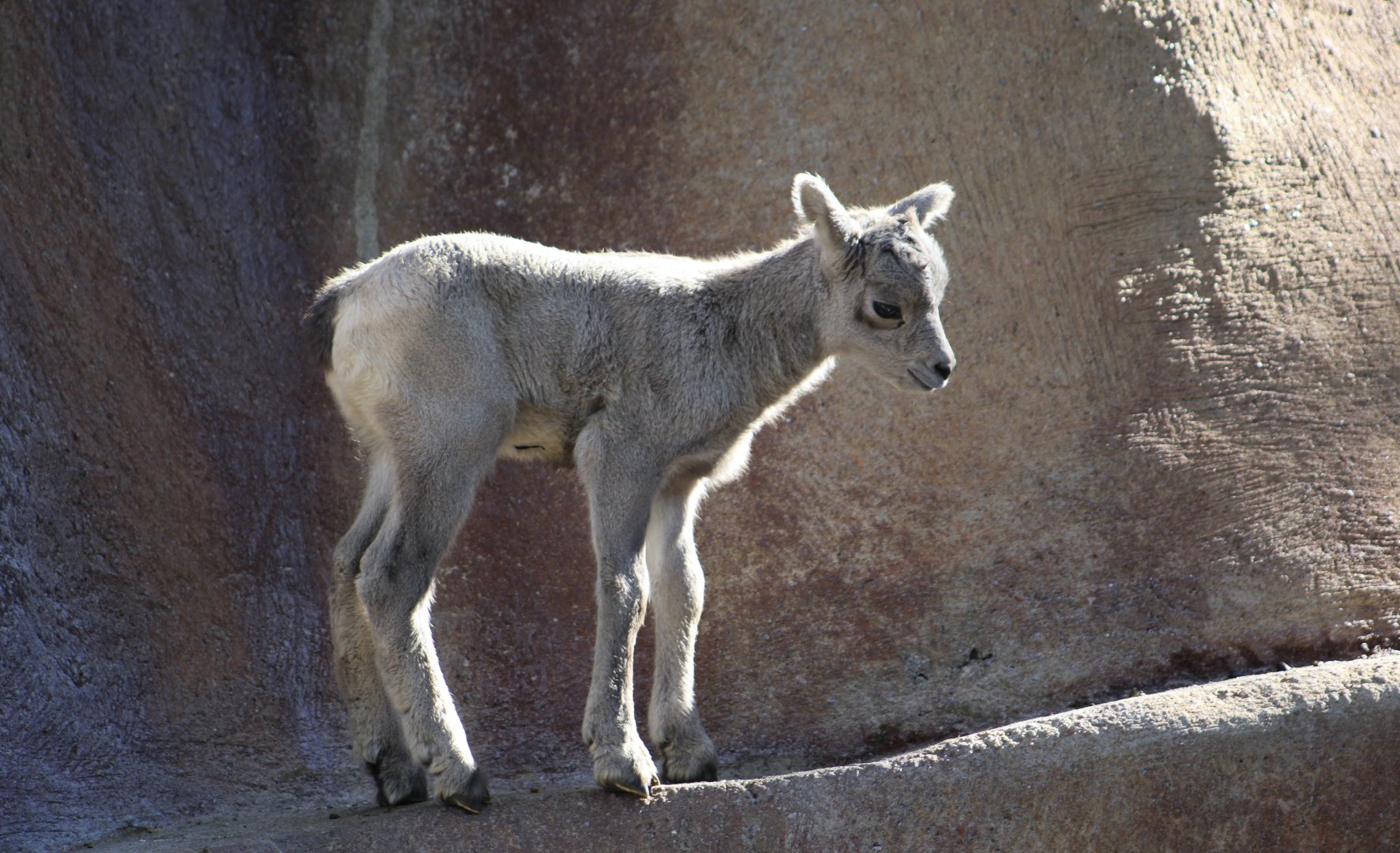 Desert Bighorn Sheep (Ovis canadensis nelsoni) young