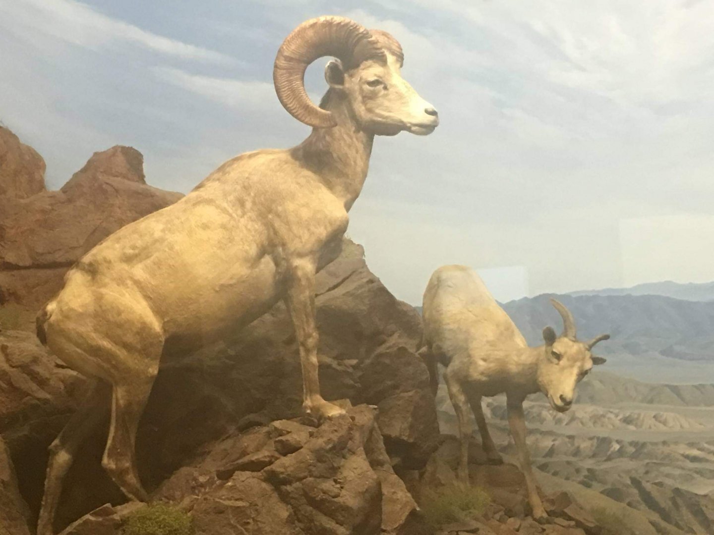 Desert bighorn sheep (Ovis canadensis nelsoni)