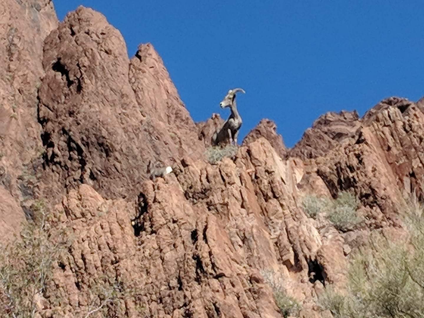Desert bighorn sheep (Ovis canadensis nelsoni)