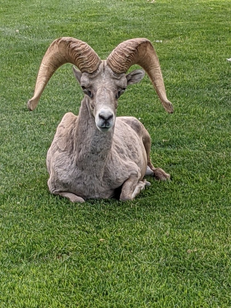 Desert bighorn sheep (Ovis canadensis nelsoni)