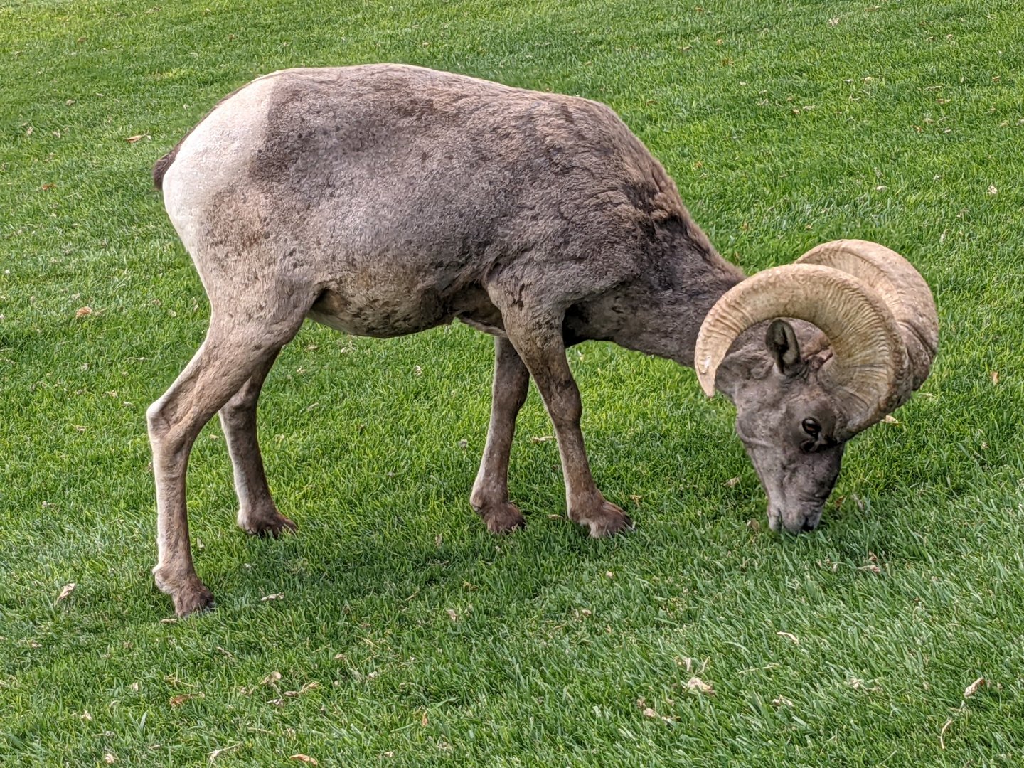 Desert bighorn sheep (Ovis canadensis nelsoni)