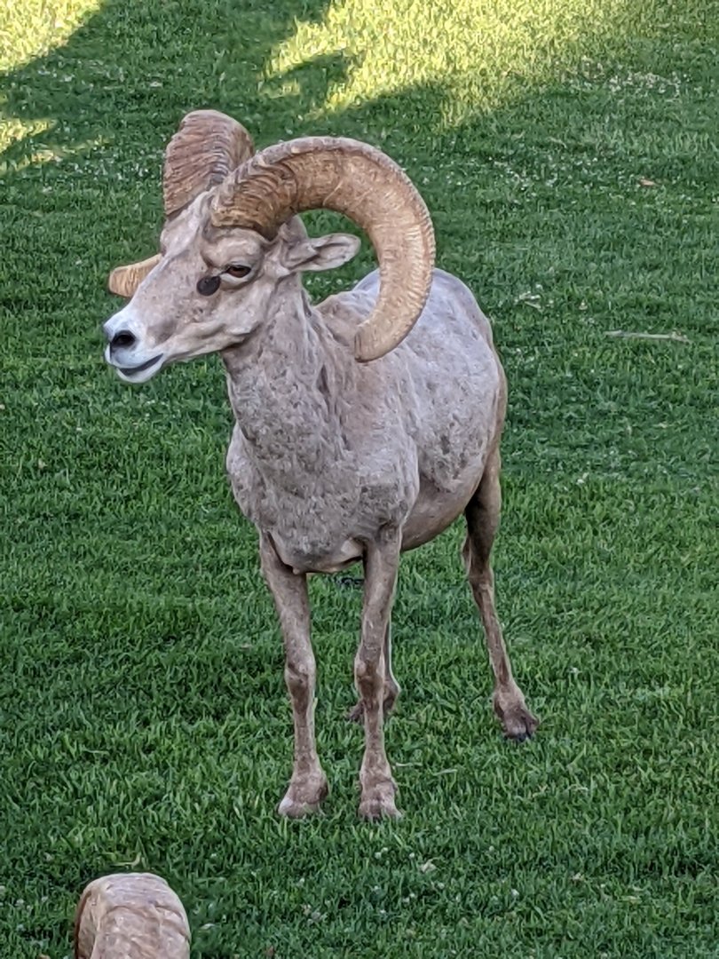 Desert bighorn sheep (Ovis canadensis nelsoni)