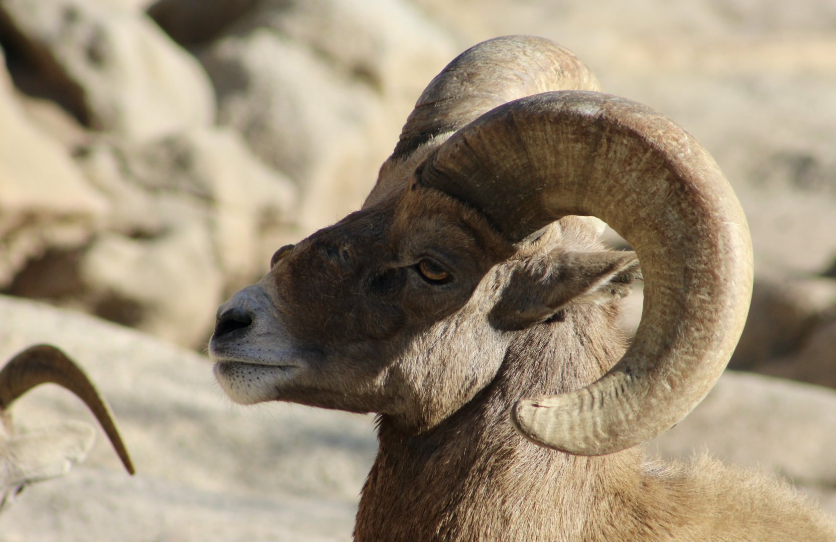 Desert Bighorn Sheep (Ovis canadensis nelsoni)