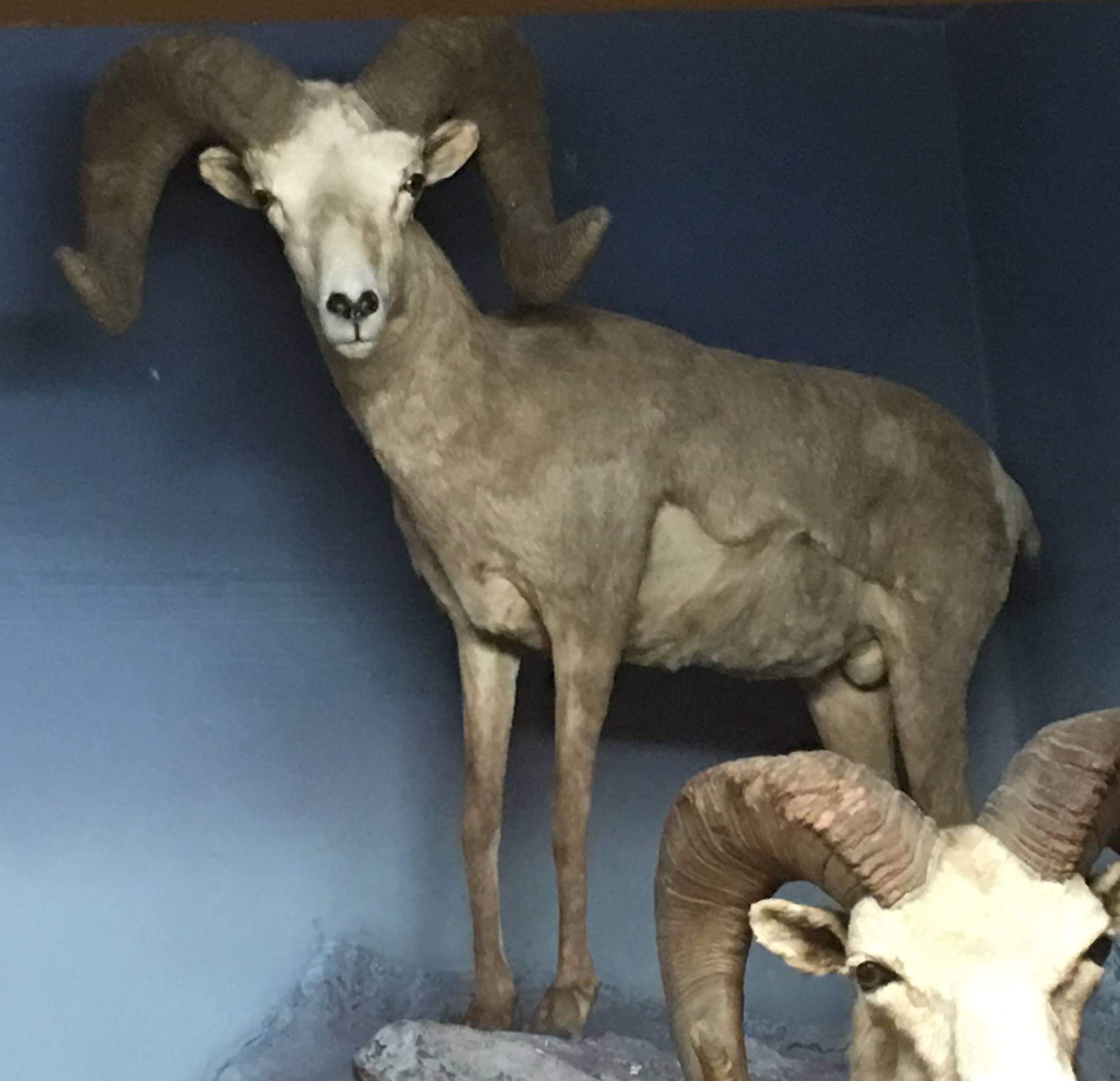 Desert bighorn sheep (Ovis canadensis nelsoni)