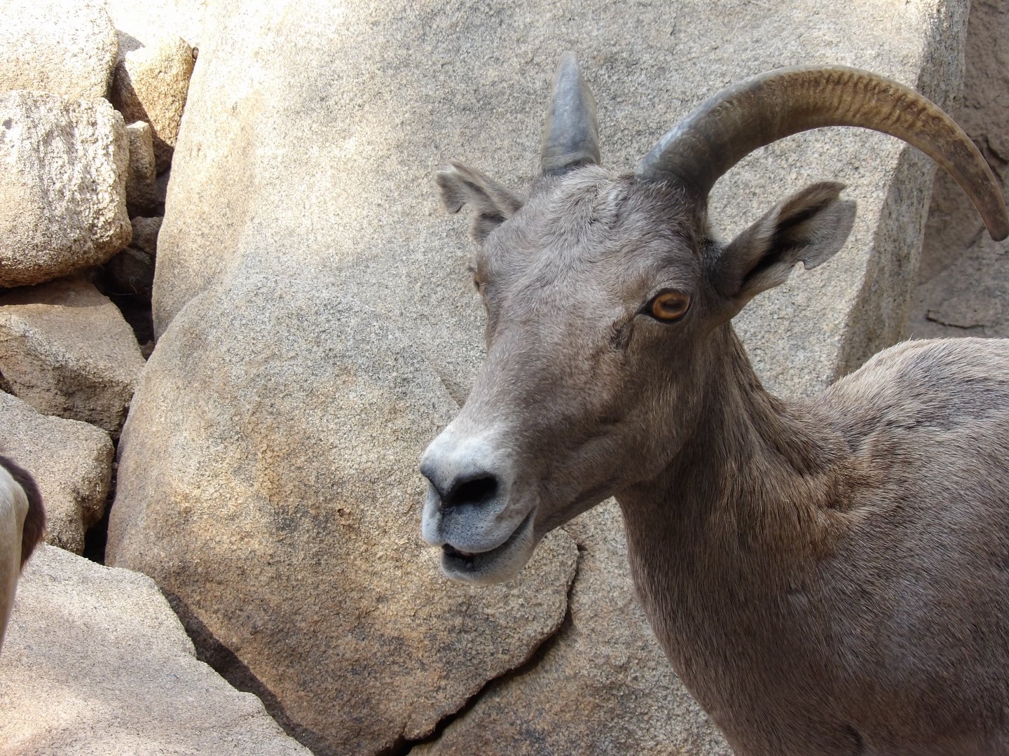 Desert Bighorn Sheep(Ovis canadensis nelsoni)