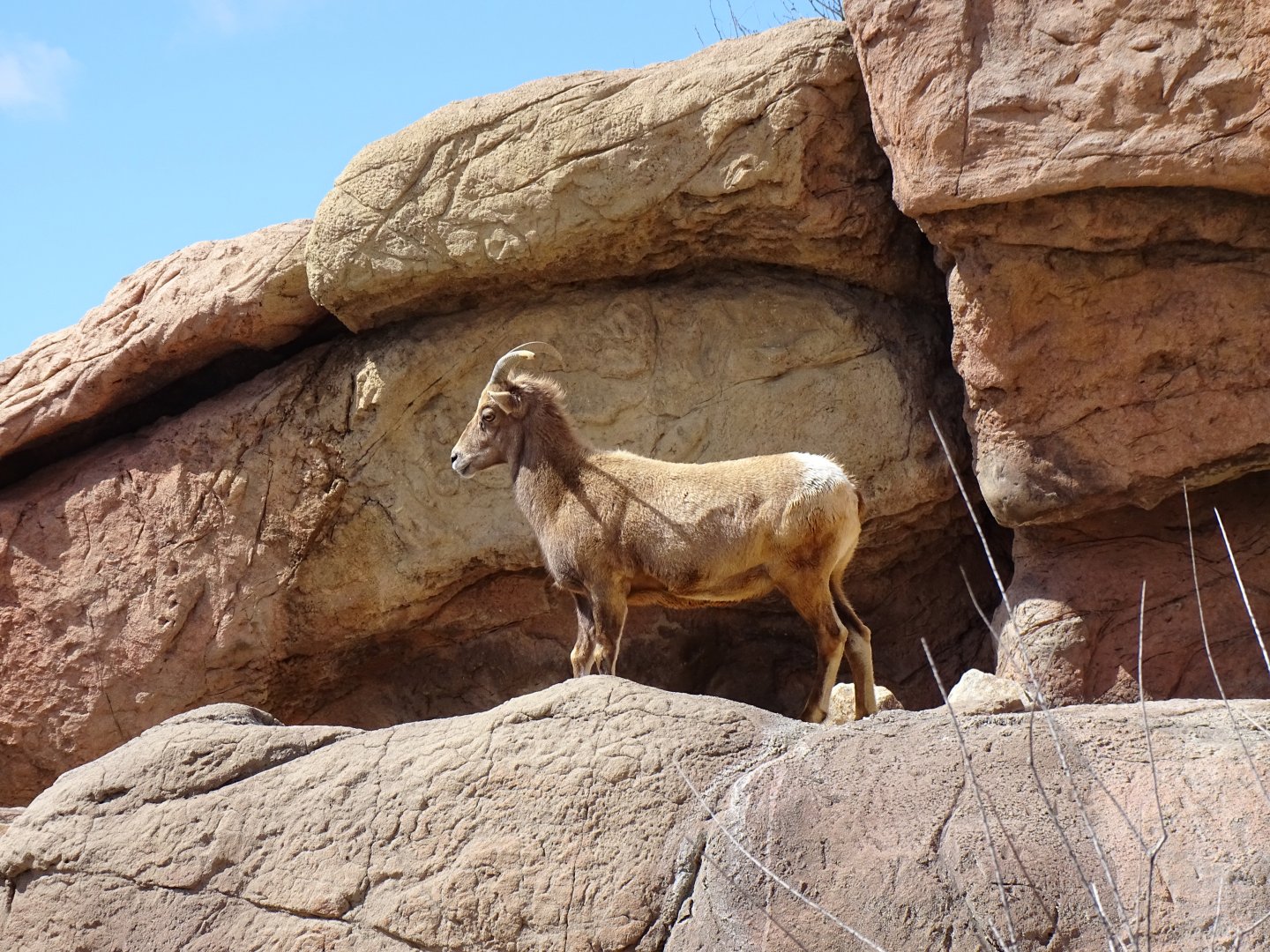Desert bighorn sheep (Ovis canadensis nelsoni)