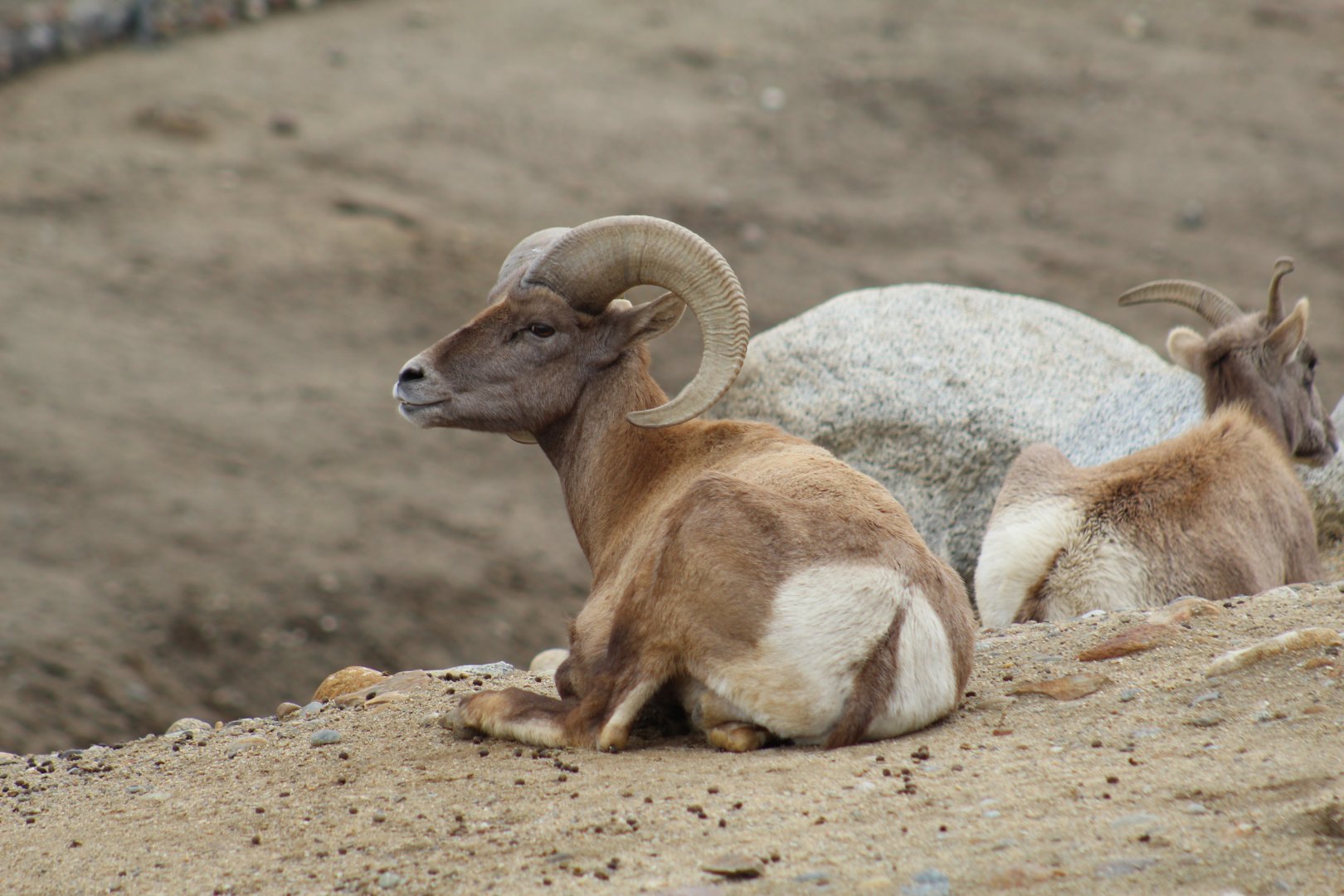 Desert Bighorn Sheep Ram