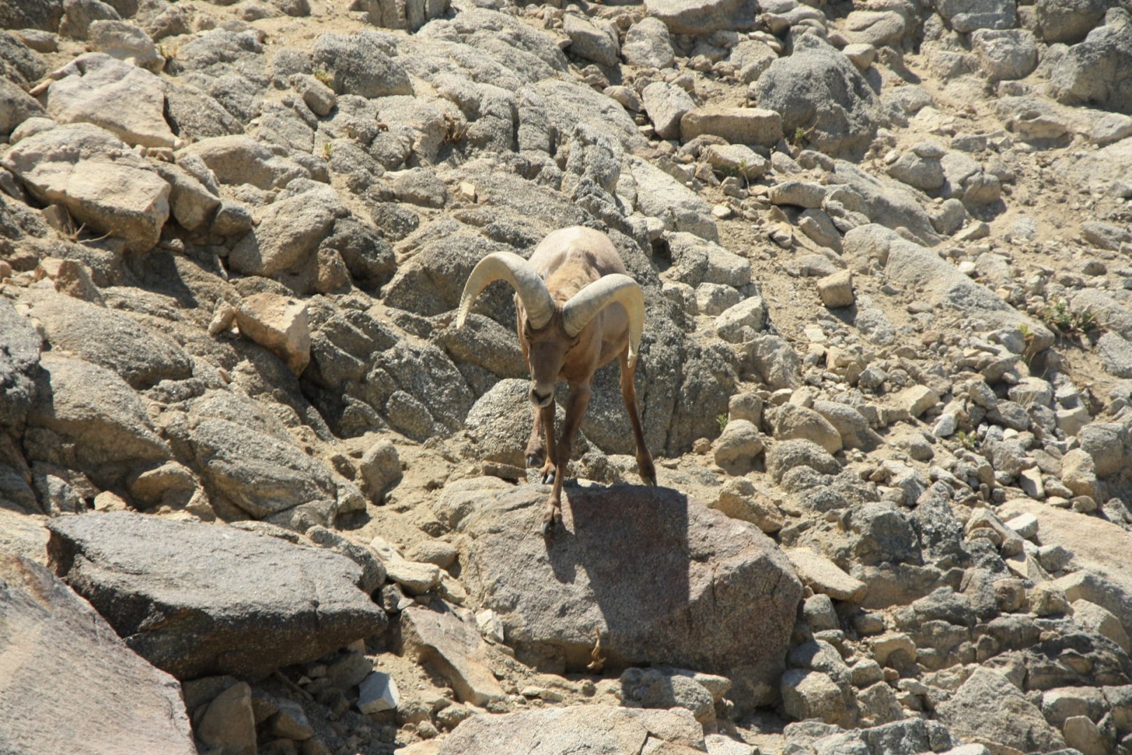 Desert Bighorn Sheep Ram