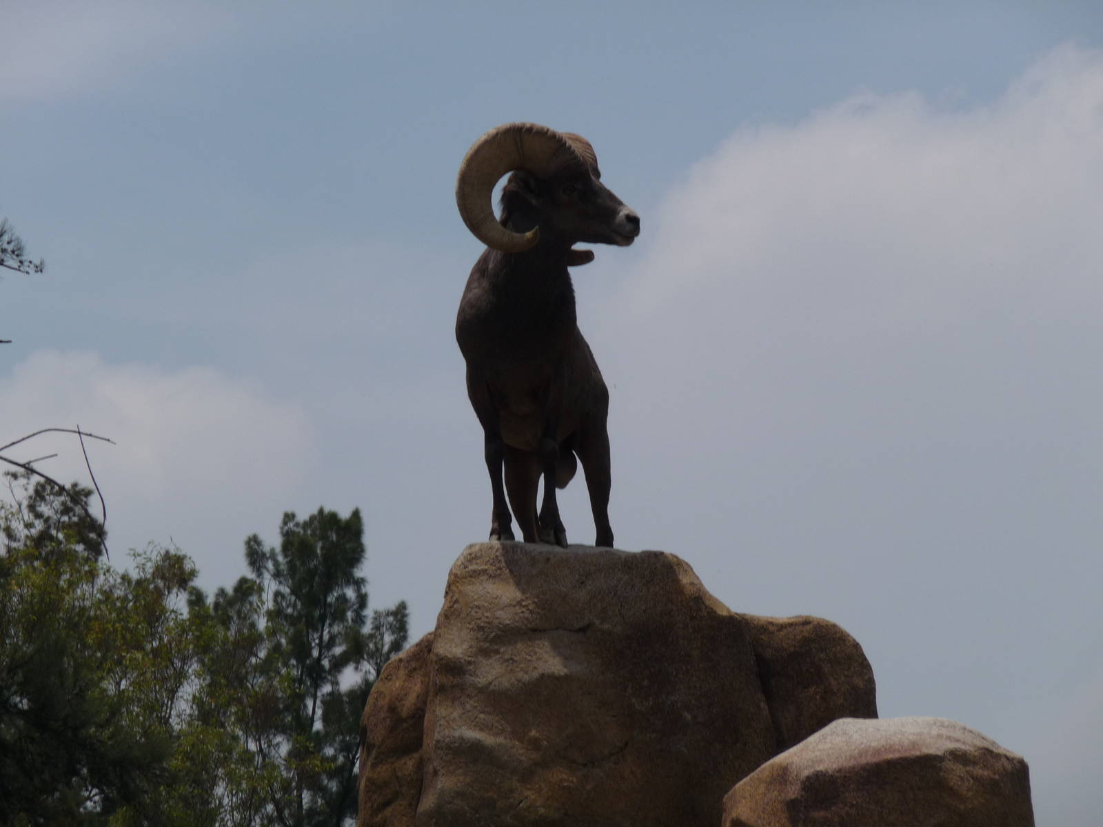 desert bighorn sheep san juan de aragon zoo