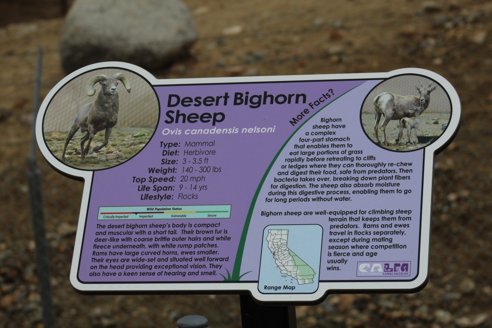 Desert Bighorn Sheep Signage