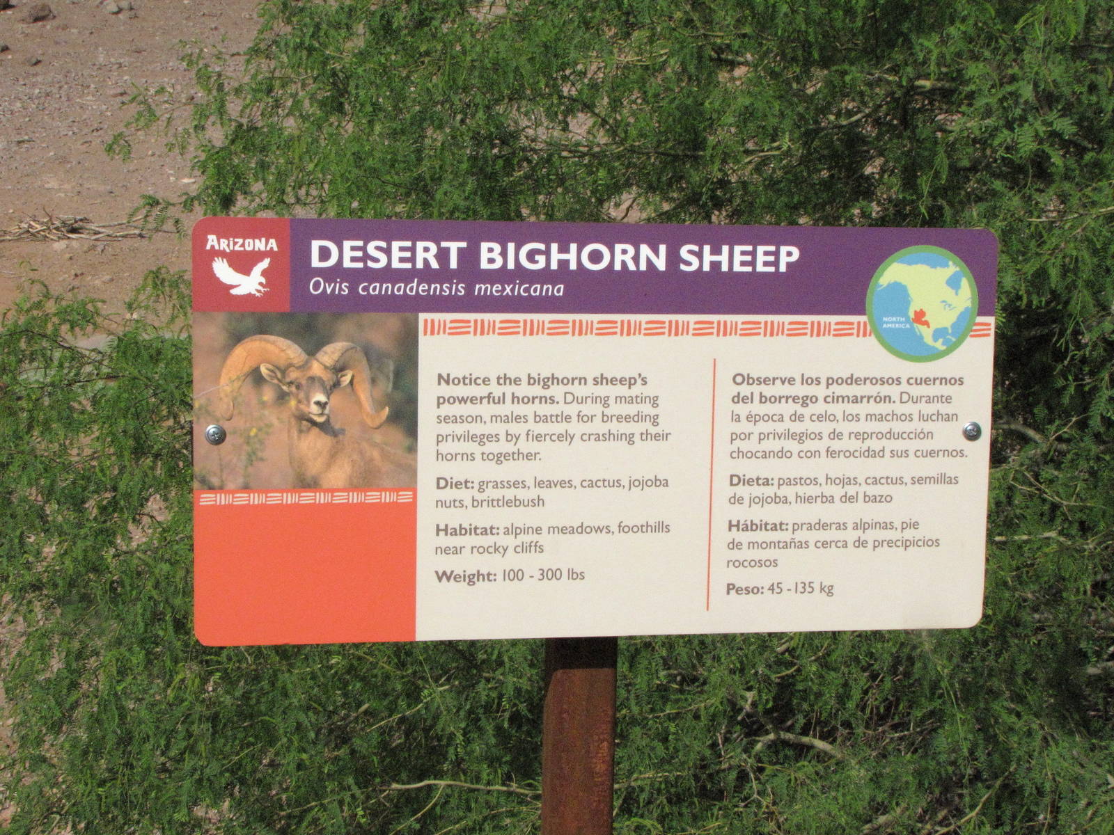 Desert Bighorn Sheep Signage