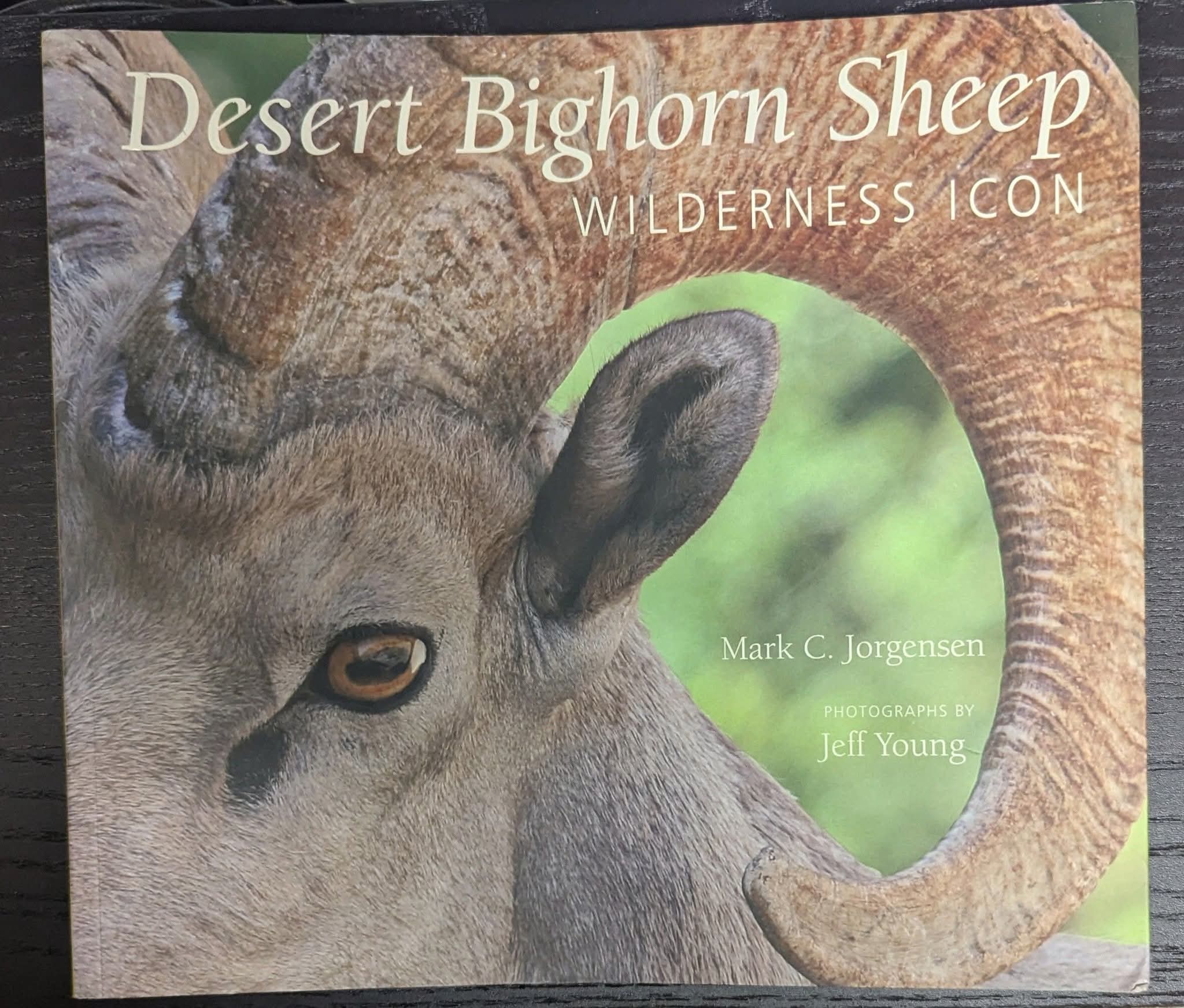 Desert Bighorn Sheep: Wilderness Icon