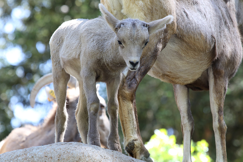 Desert Bighorn Sheep young at LA Zoo 16th April 2016