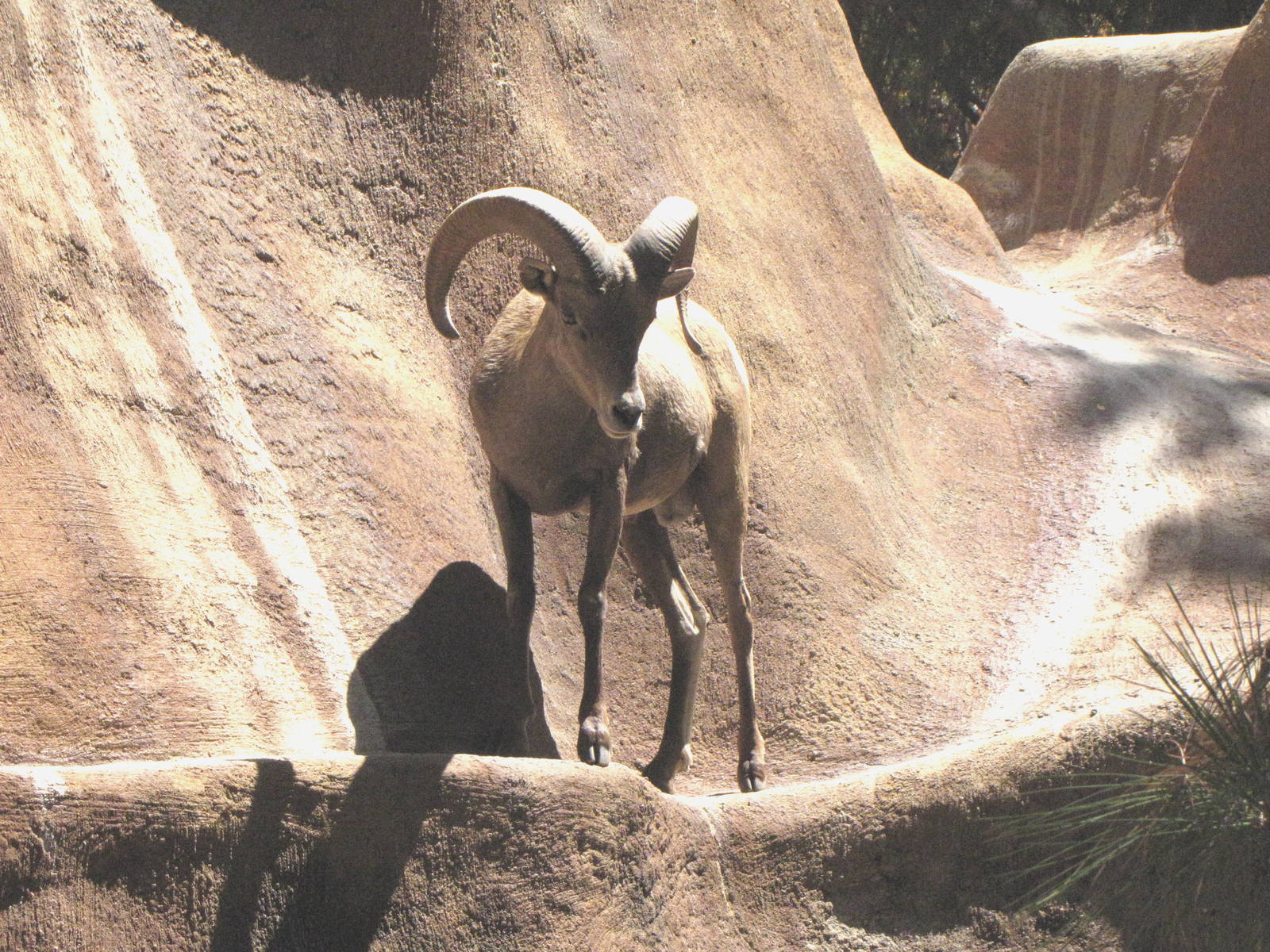 Desert Bighorn Sheep
