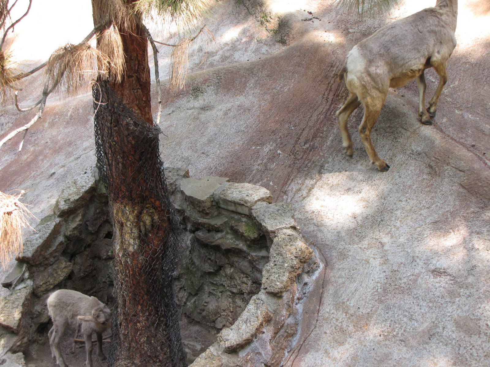 Desert Bighorn Sheep