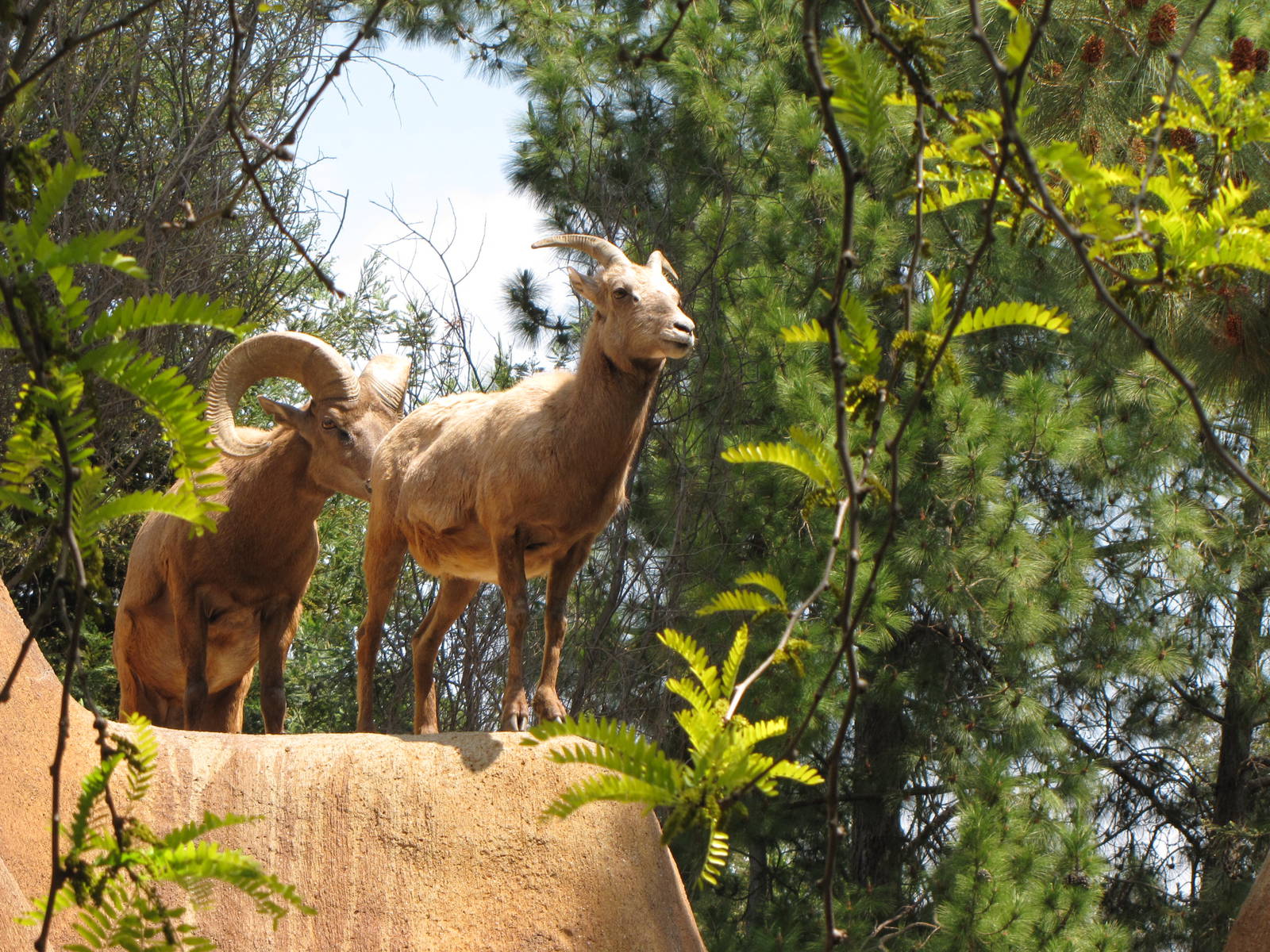 Desert bighorn Sheep