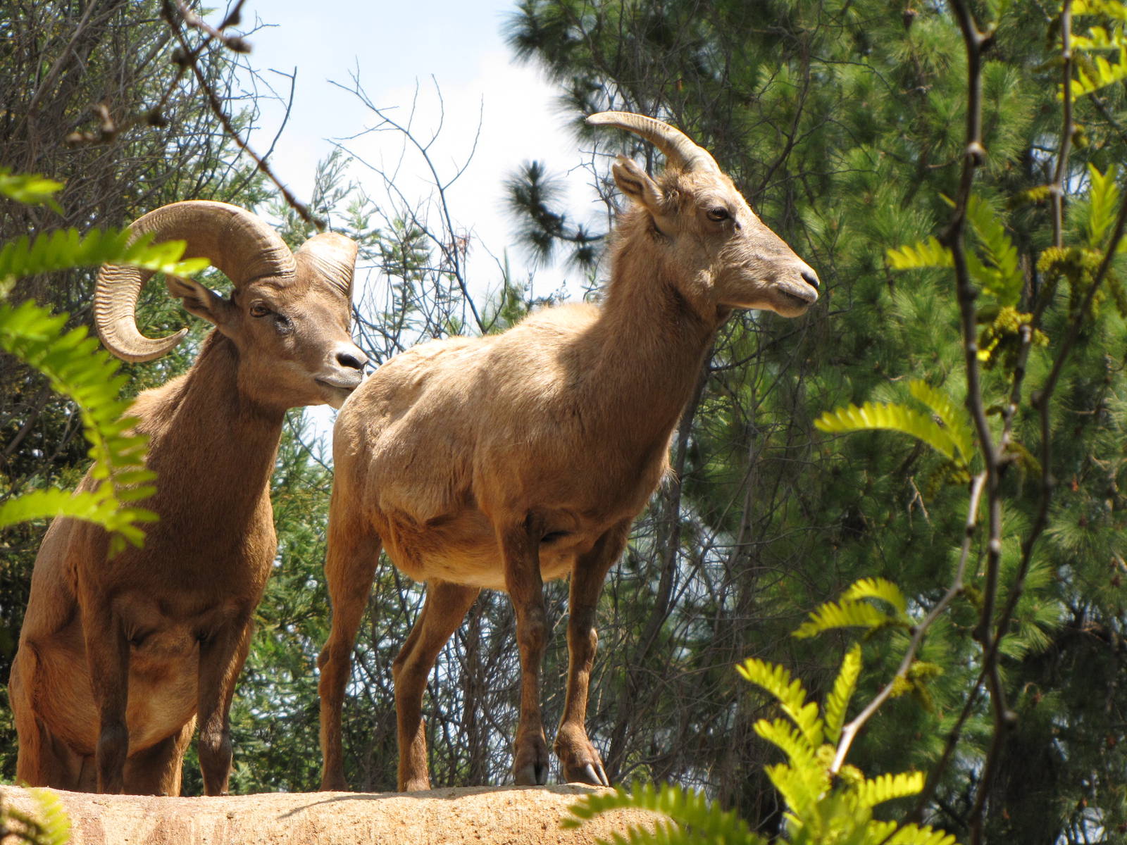 Desert Bighorn Sheep