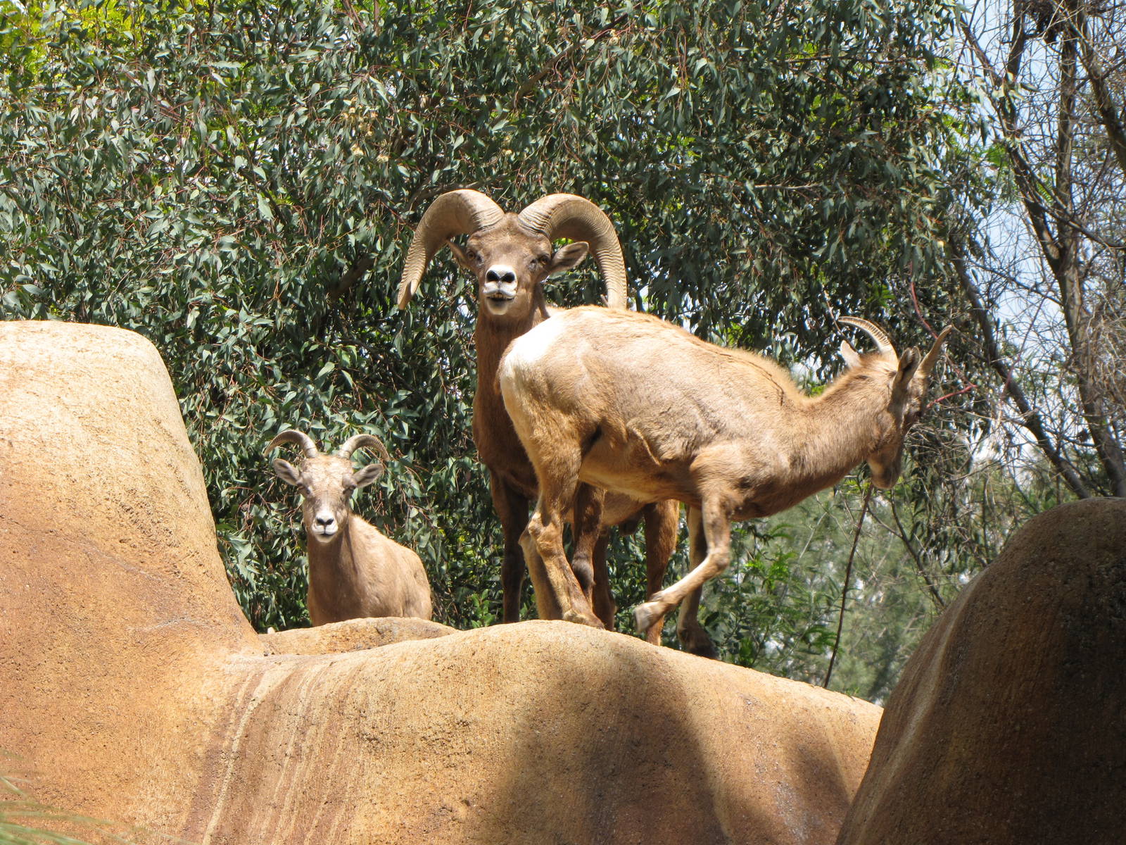 Desert Bighorn Sheep