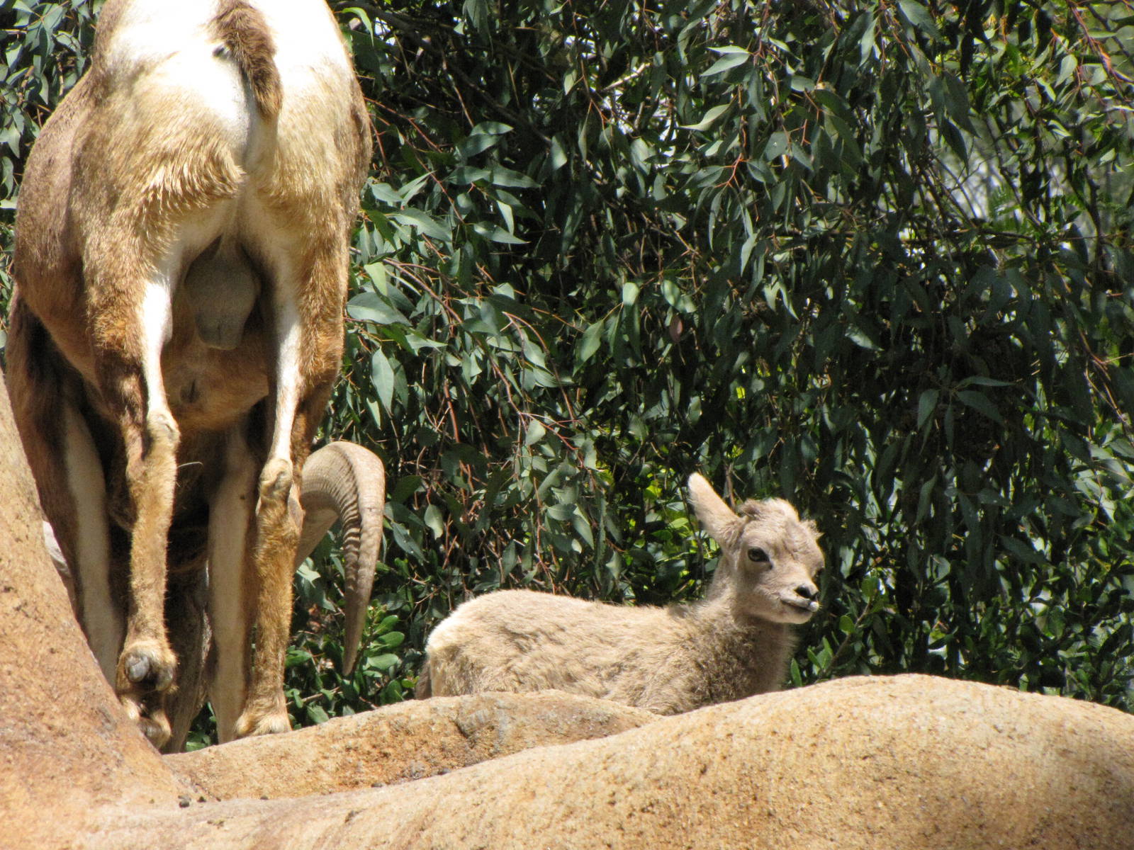 Desert Bighorn Sheep