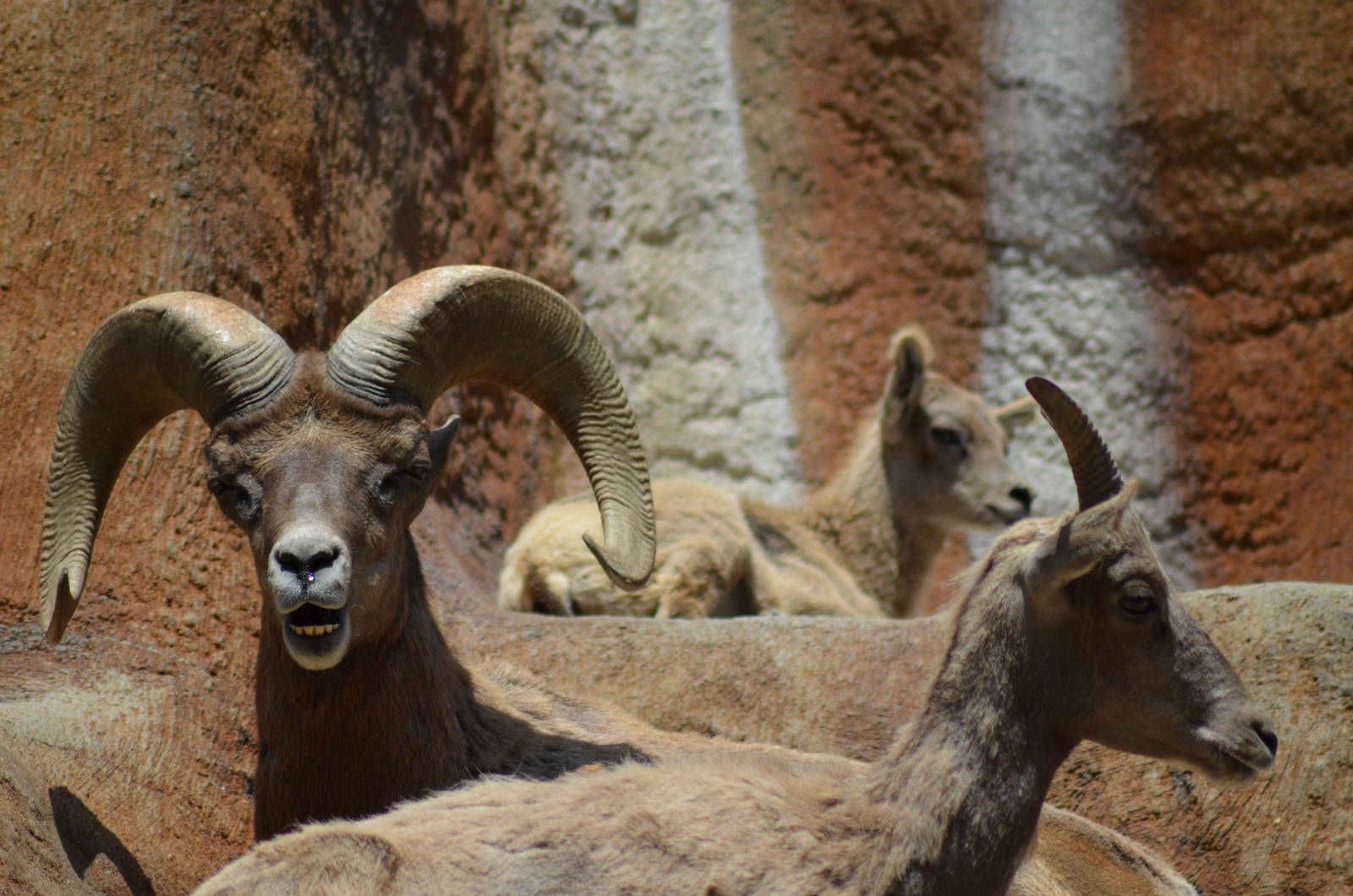 Desert Bighorn Sheep