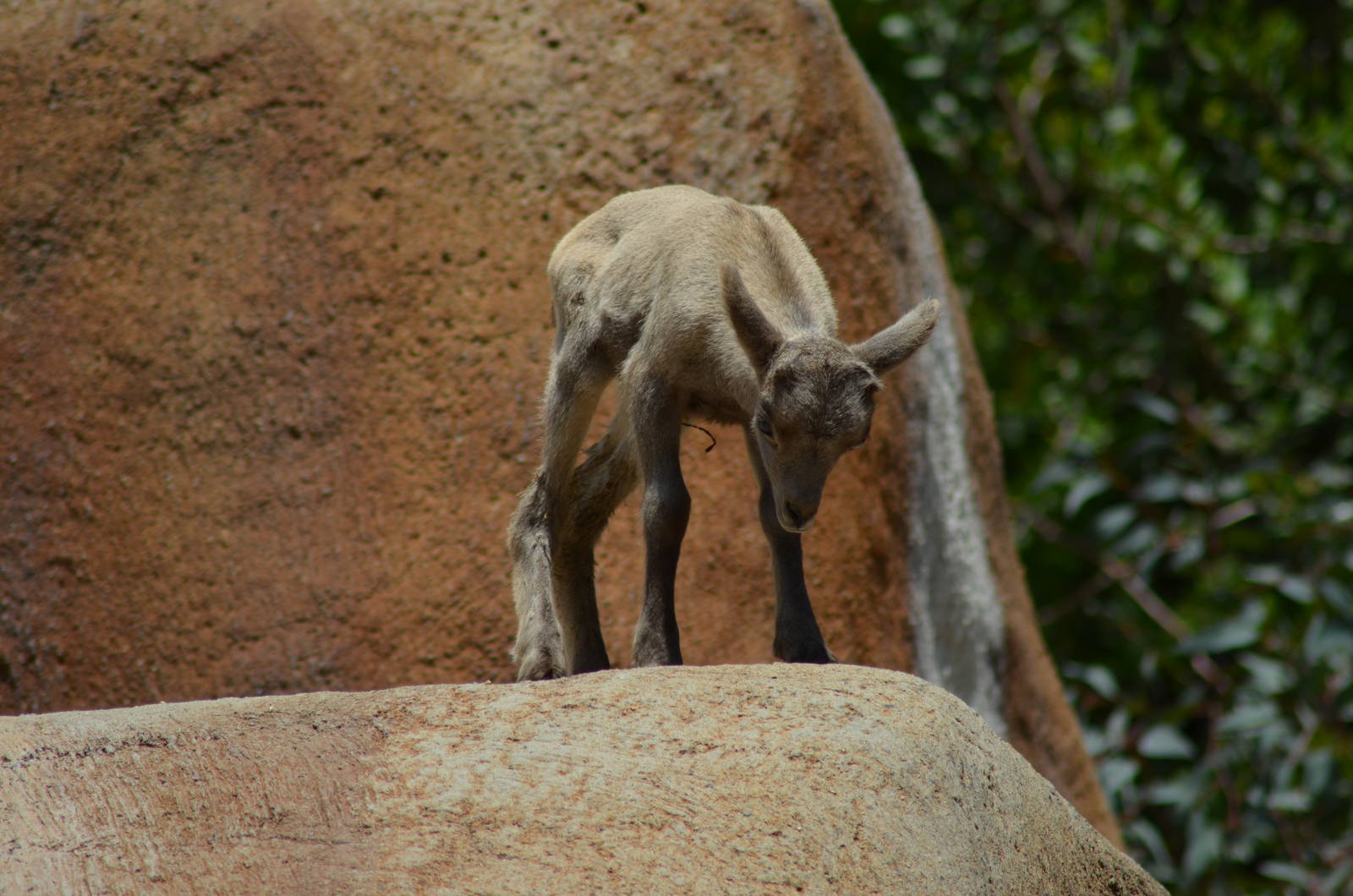 Desert Bighorn Sheep